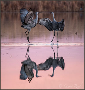 Wildlife Nature Photography Art