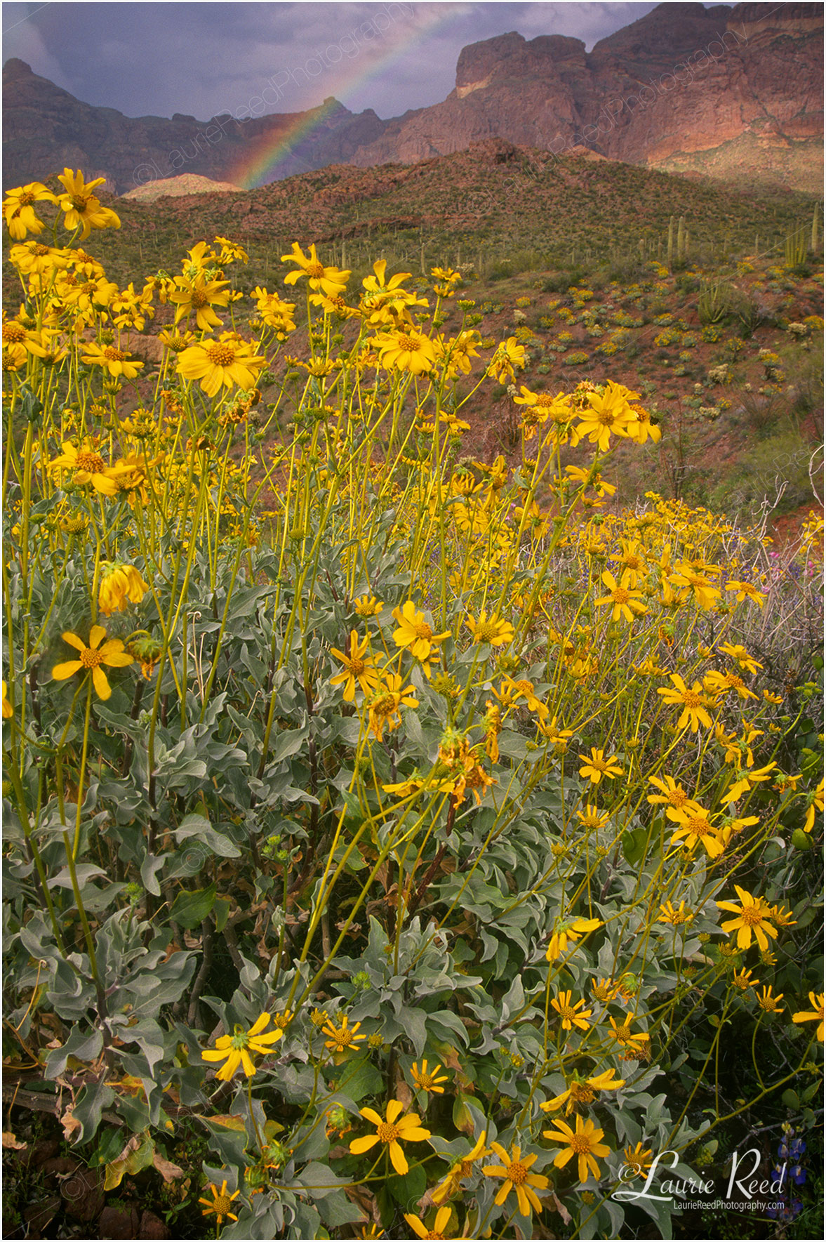 © Laurie Reed Photography - Rainbow Yellow Flowers - Arizona