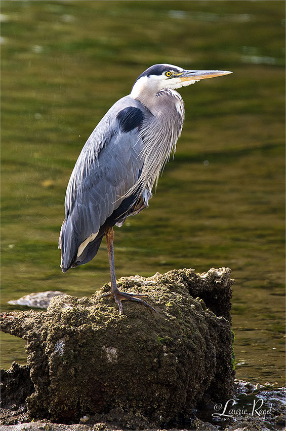 Blue Heron - © Laurie Reed Photography