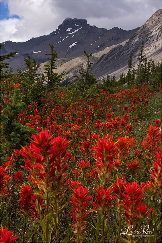 Red Paintbrush - © Laurie Reed Photography
