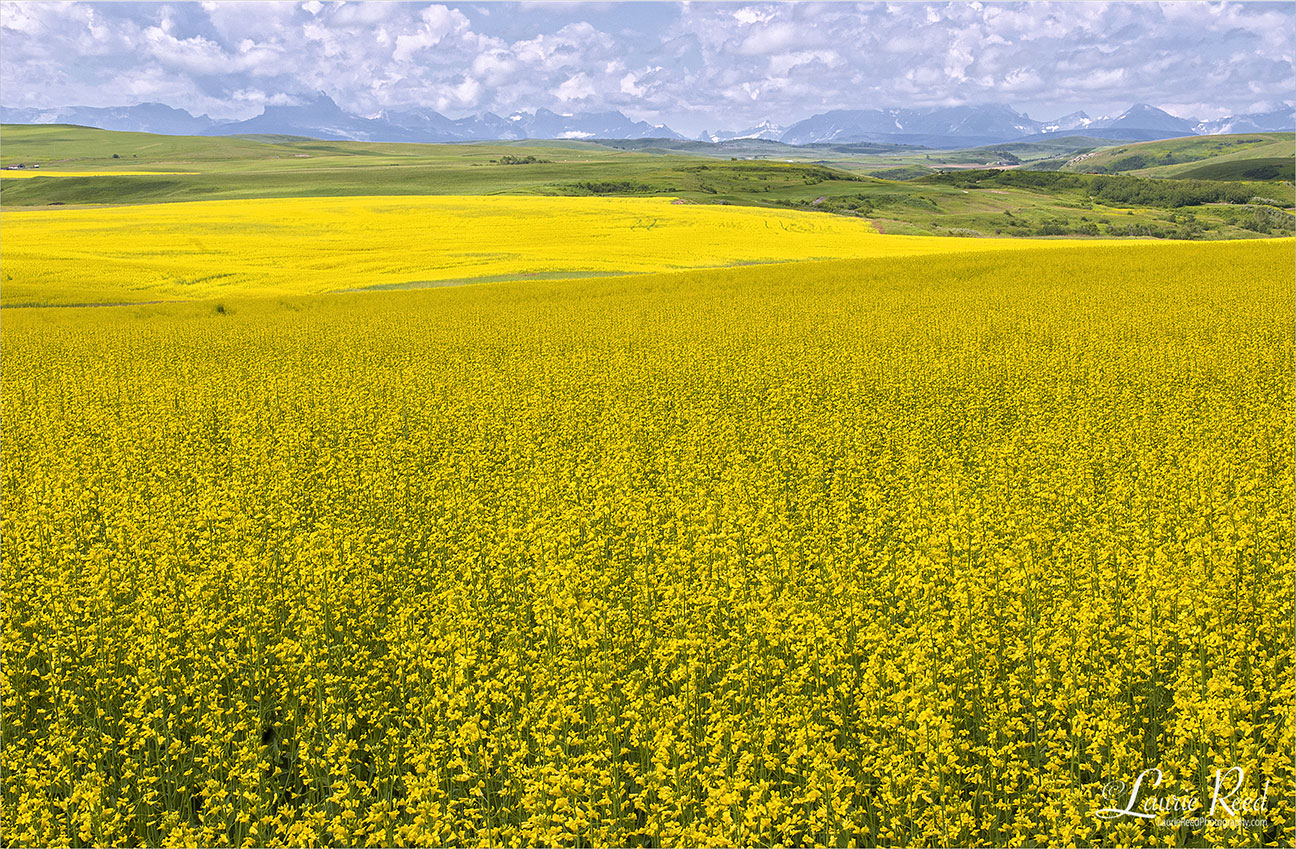 Canola Field - © Laurie Reed Photography
