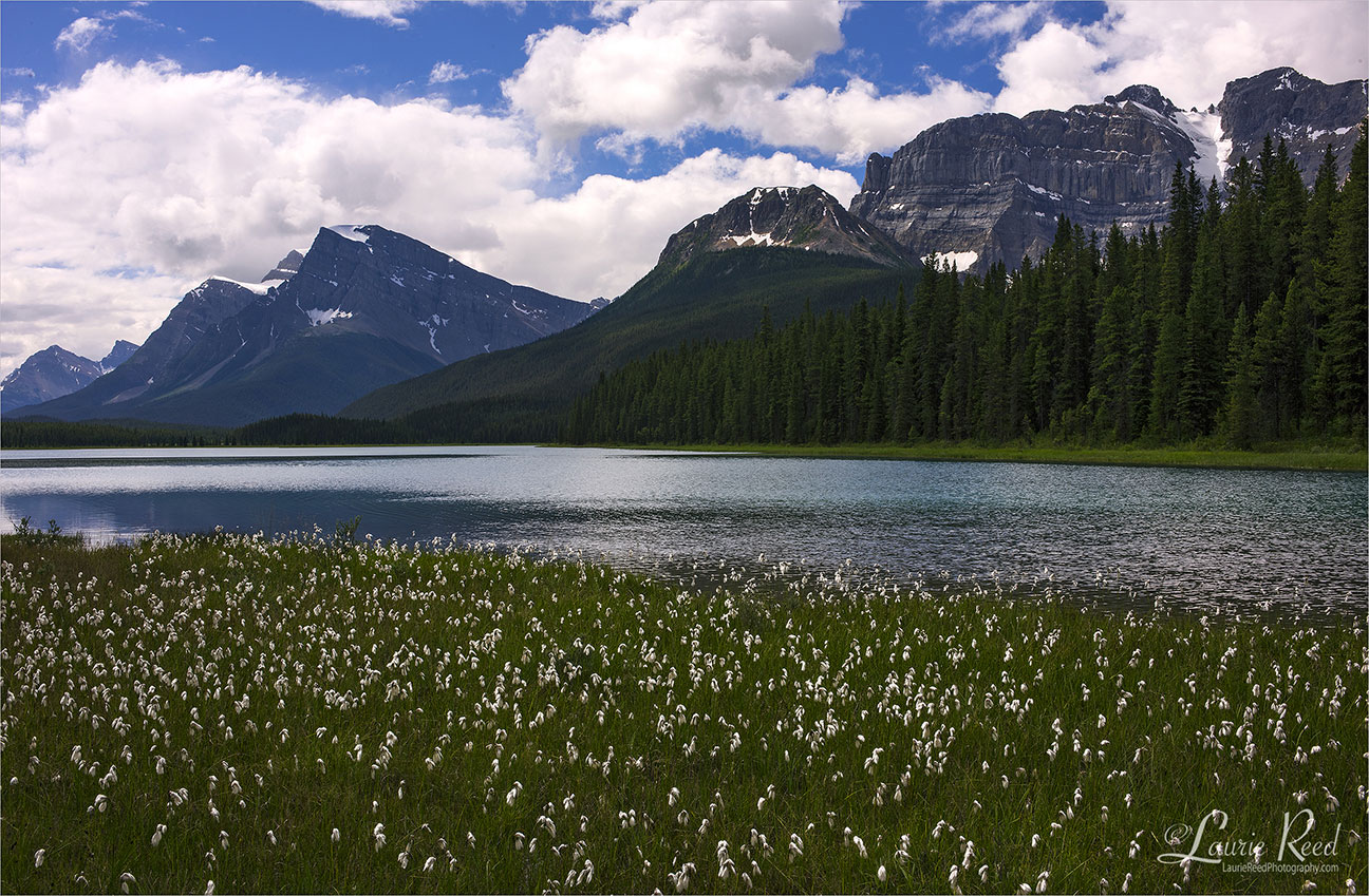 Upper Waterfowl Lake Wildflowers - © Laurie Reed Photography