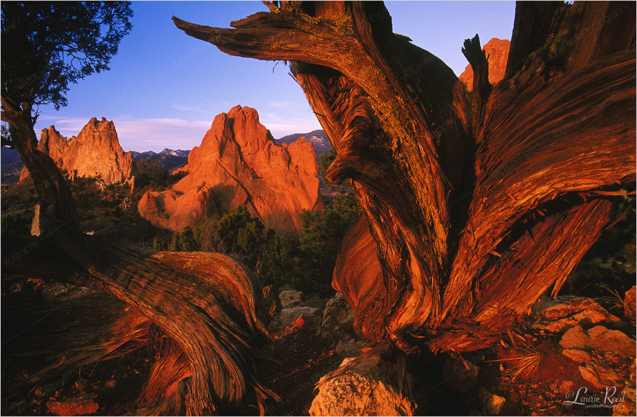 Garden of the Gods Tree Dance - © Laurie Reed Photography