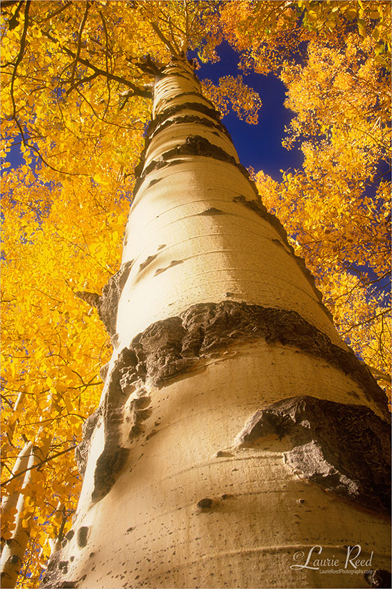 Goldentop Aspen - © Laurie Reed Photography