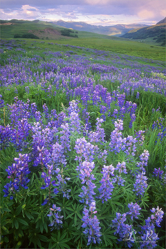 Howling Lupine Field - © Laurie Reed Photography
