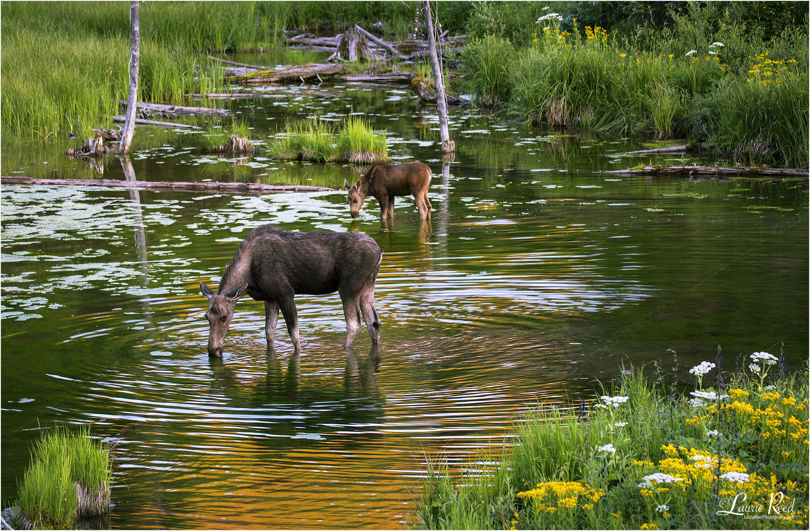 Momma Moose & Baby - © Laurie Reed Photography
