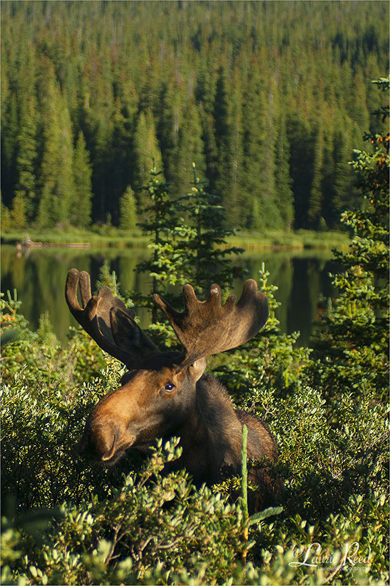 Moose At Brainard - © Laurie Reed Photography