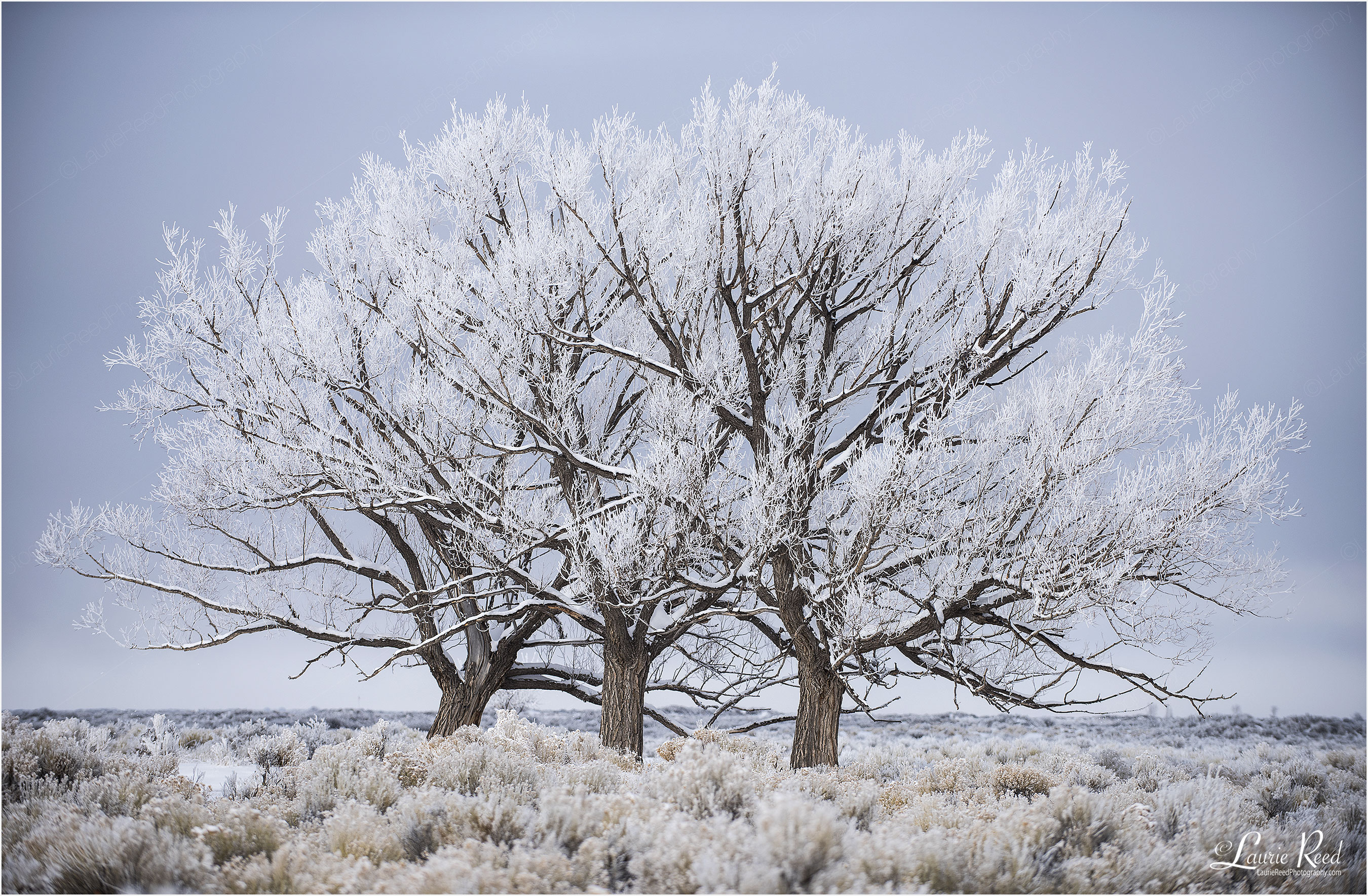 Landscape Photography with Trees | Laurie Reed