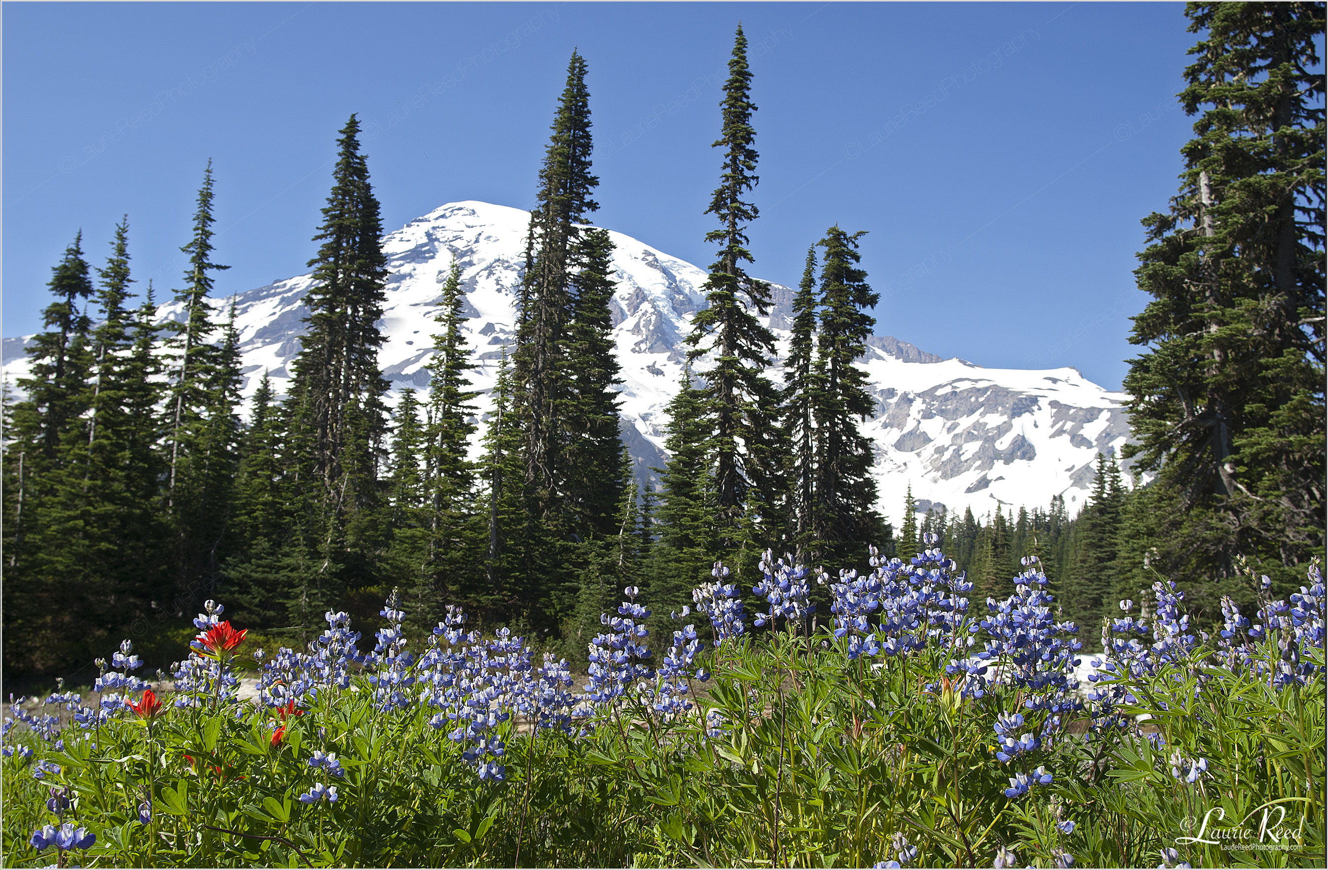 Mt. Ranier Lupine © Laurie Reed Photography
