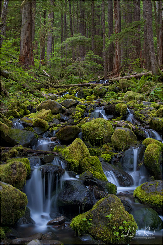 Washington Cascade ©Laurie Reed Photography