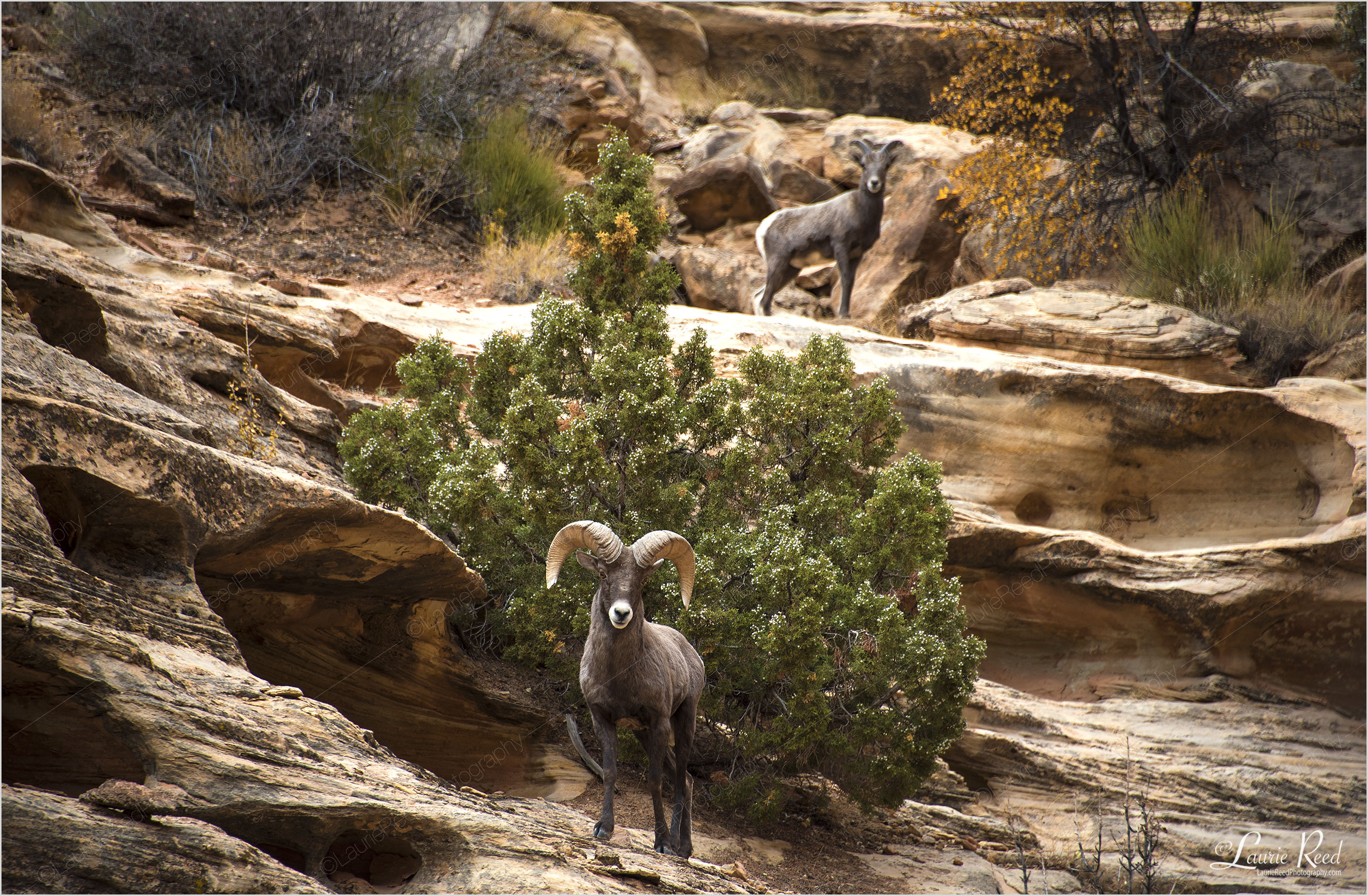 Grand Wash Basin Bighorn Sheep | Laurie Reed Photography
