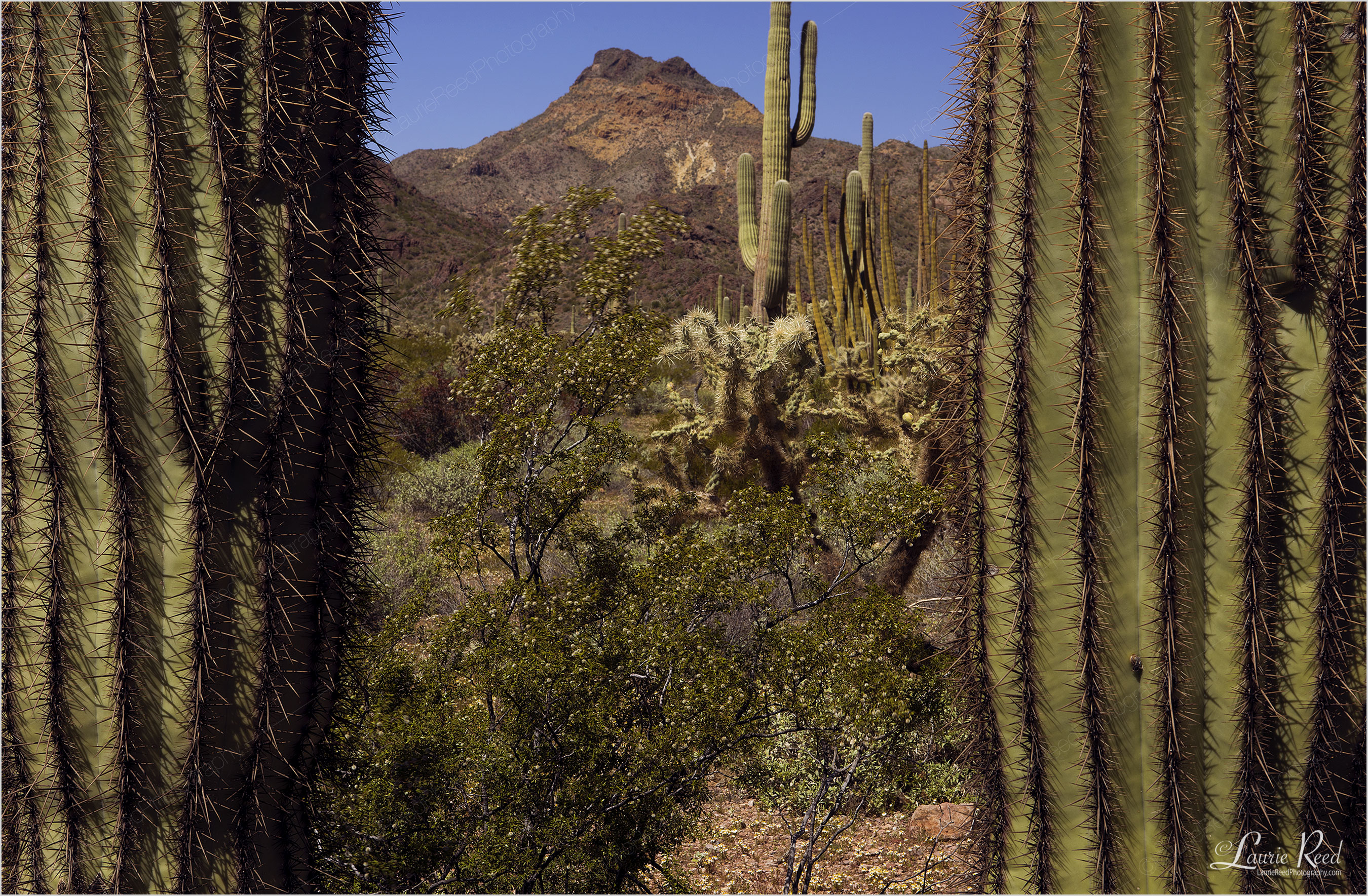 Saguaro! © Laurie Reed Photography