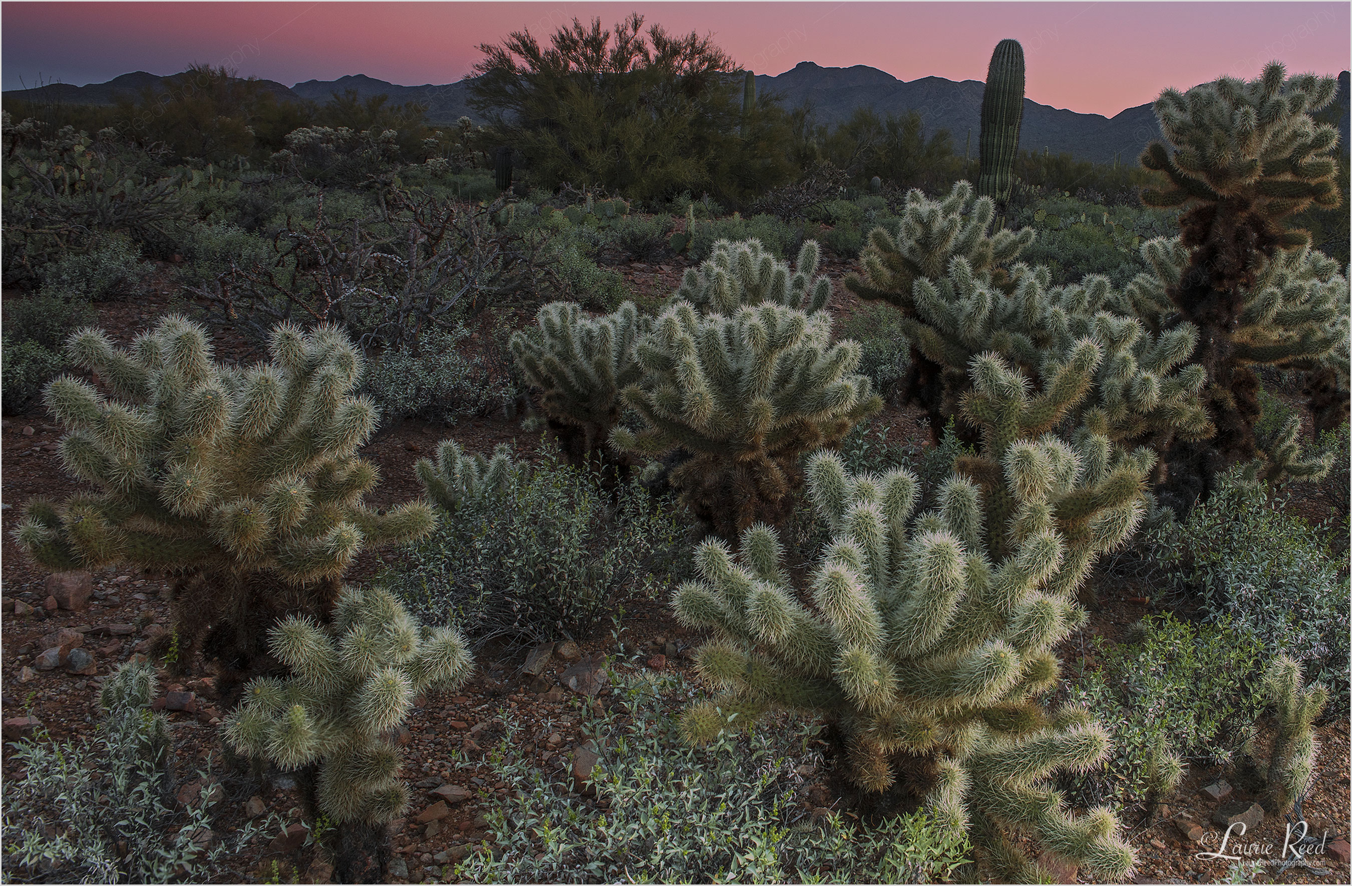 Teddy Bear Cholla Cactus © Laurie Reed Photography