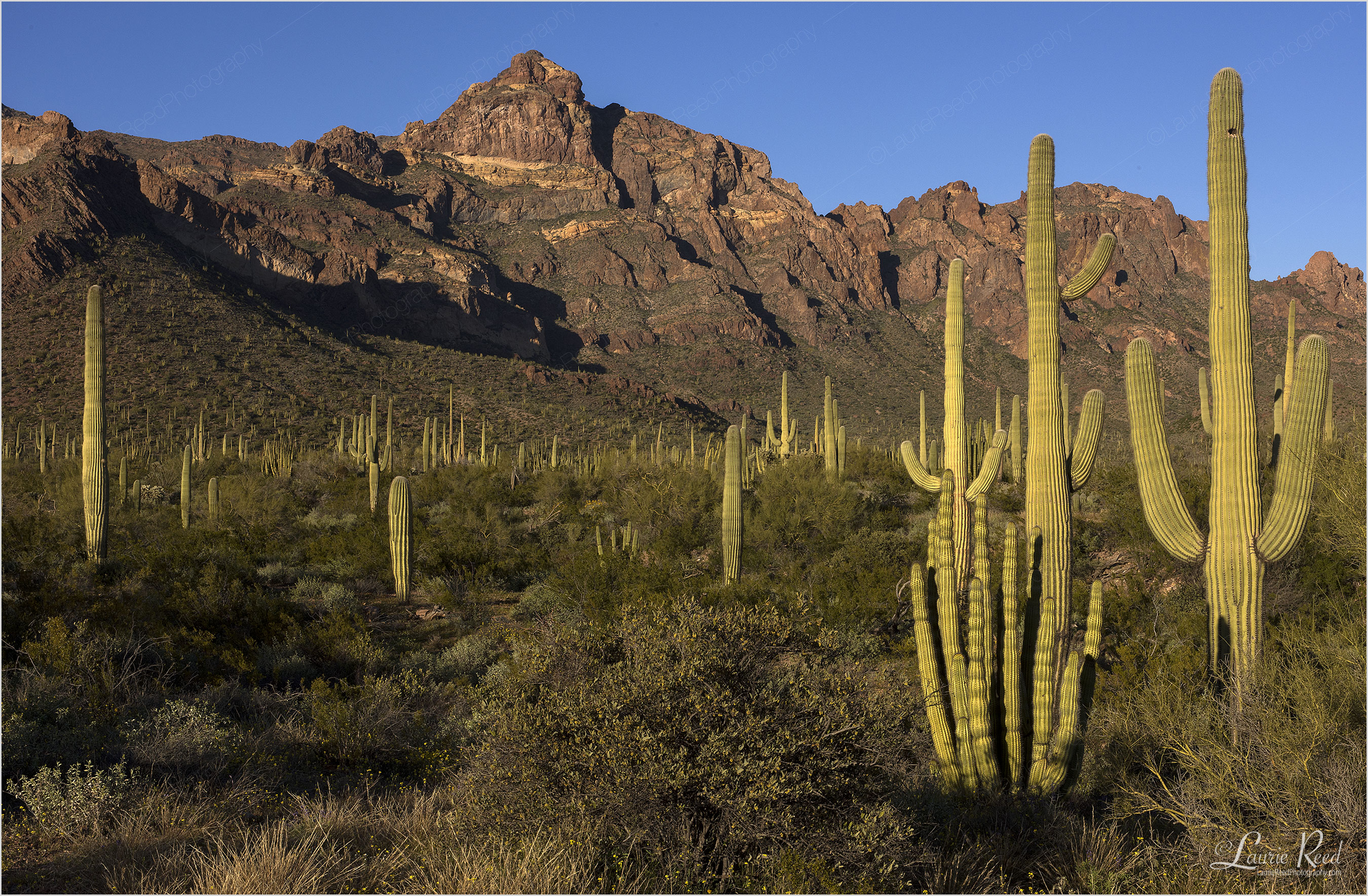 Sonoran Desert © Laurie Reed Photography