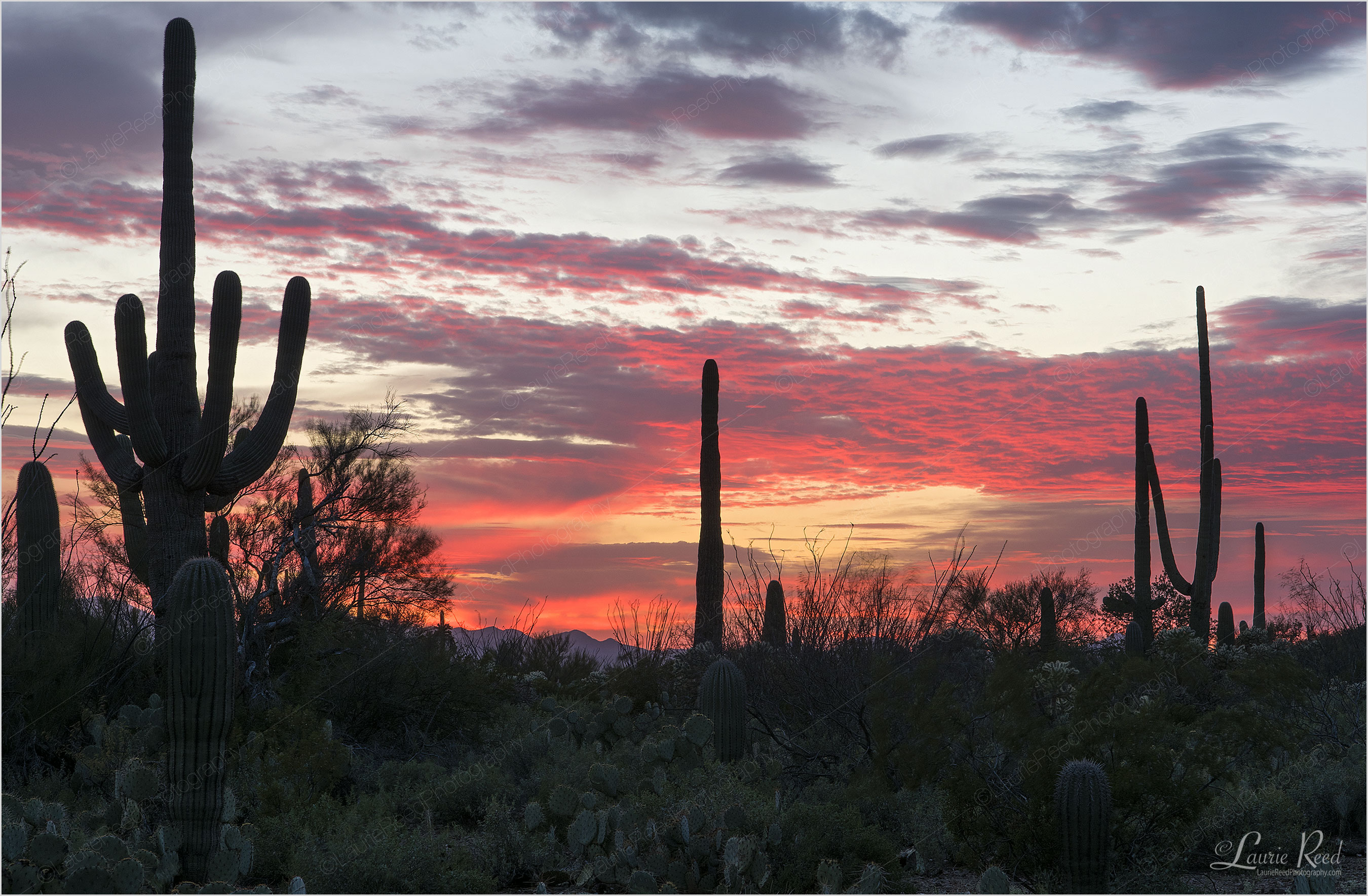 Saguaro National Park Sunset © Laurie Reed Photography