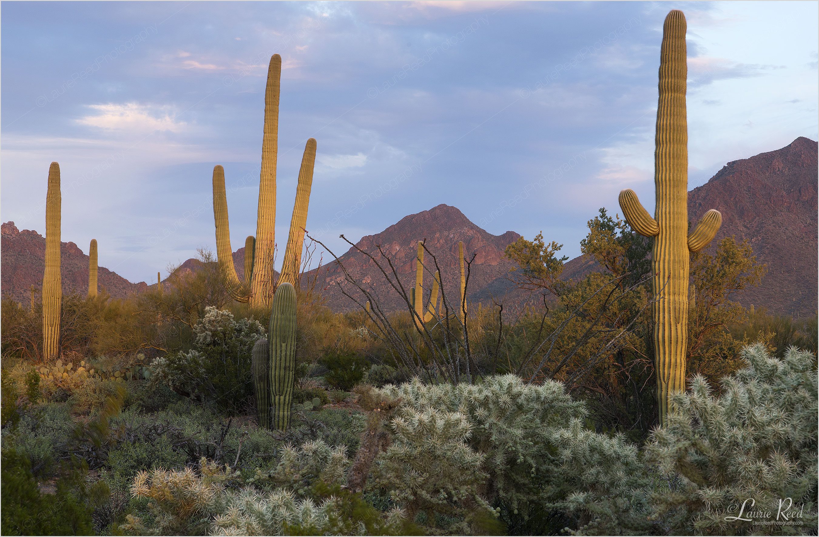 Saguaro Desert © Laurie Reed Photography