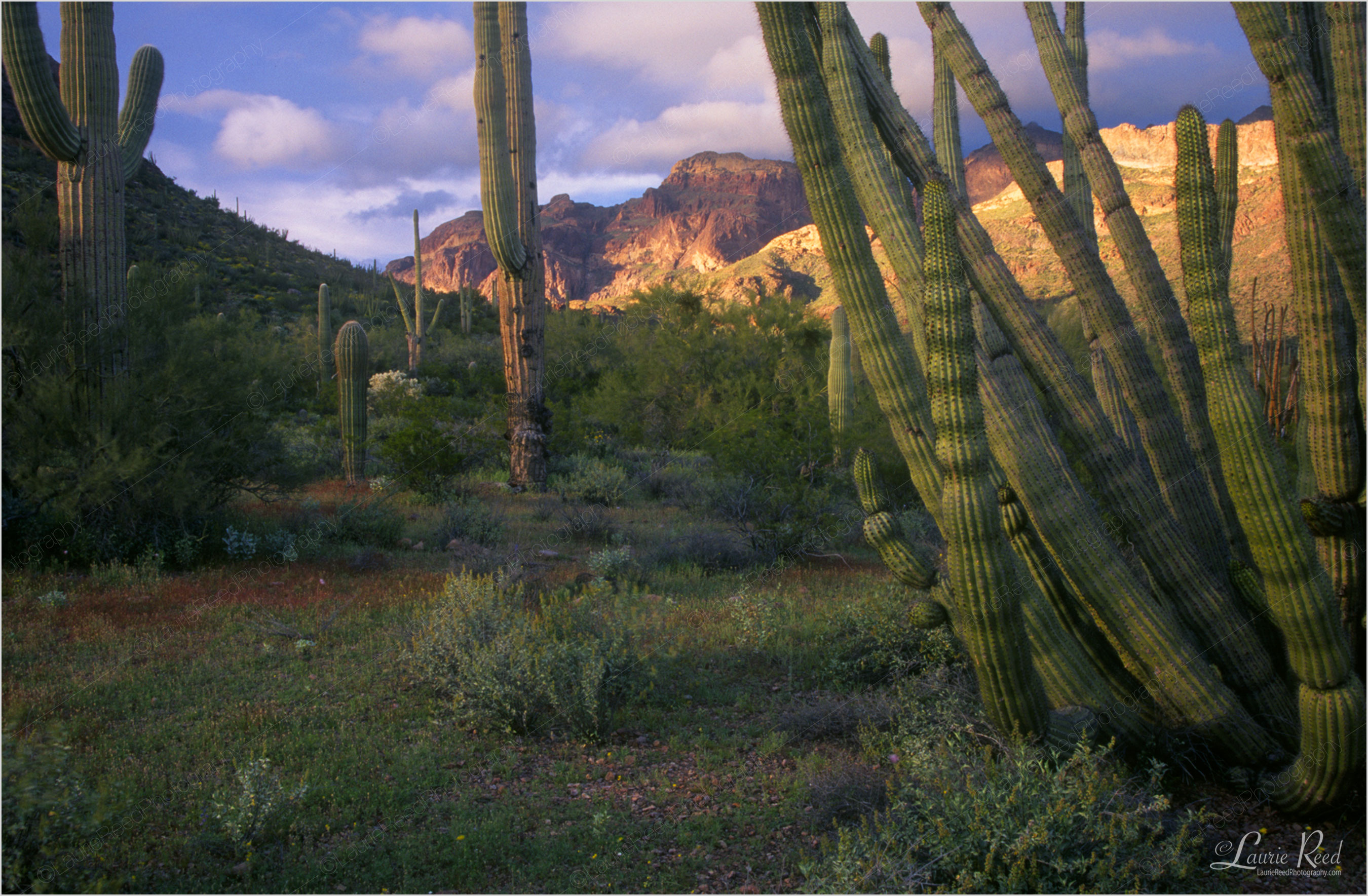 Organ Pipe Western © Laurie Reed Photography