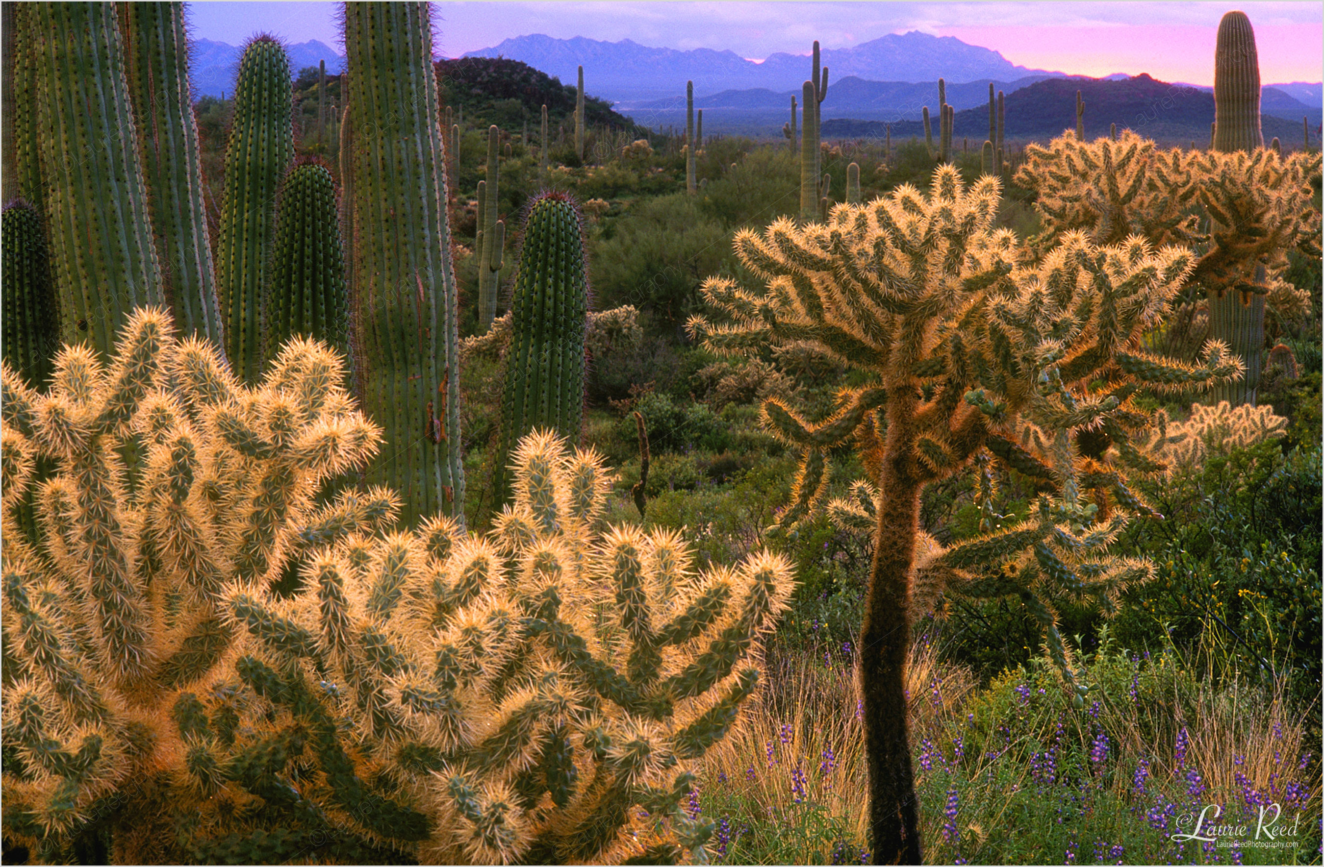 Sonoran Painted Sunset © Laurie Reed Photography