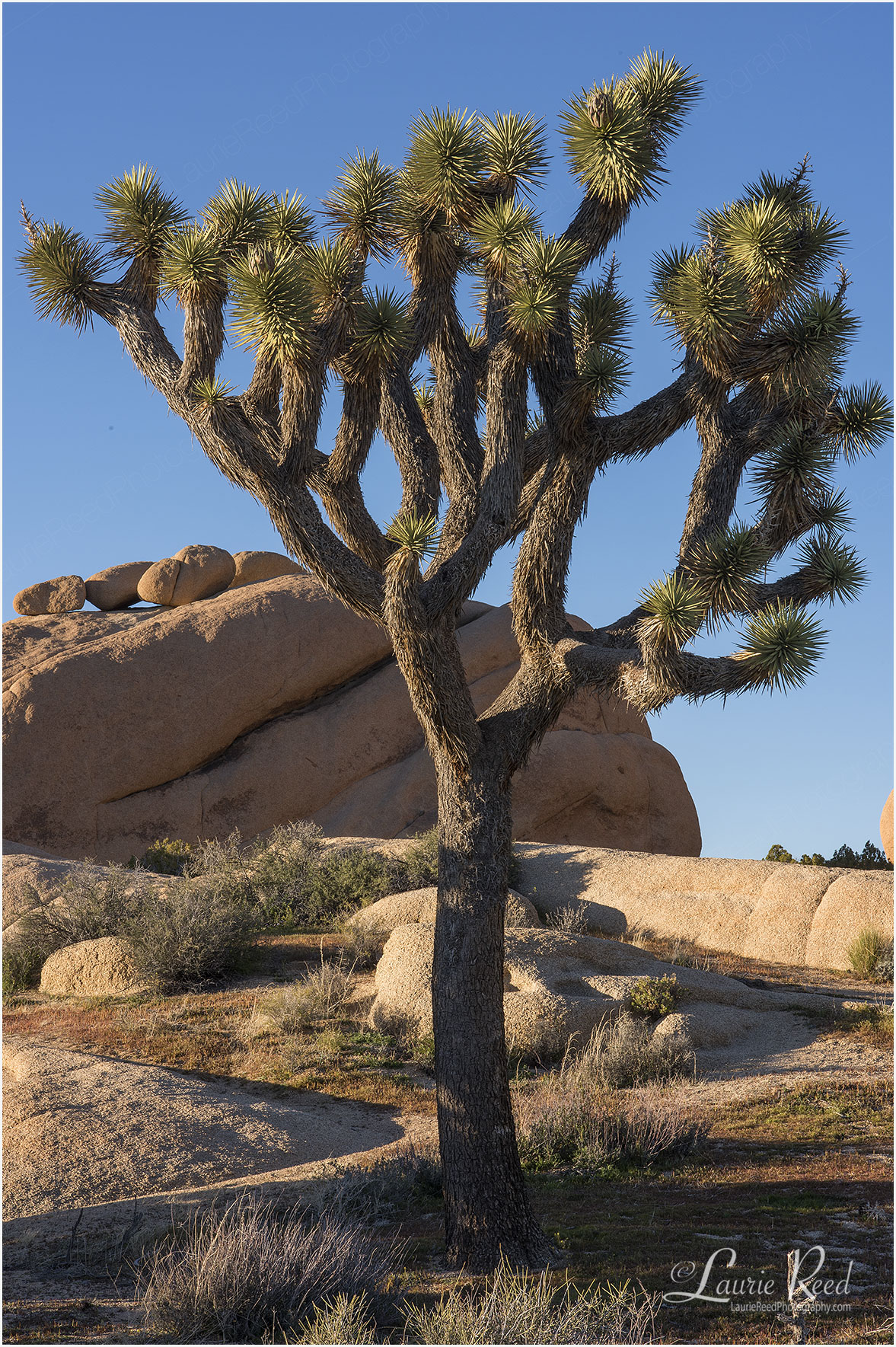 Joshua Tree - © Laurie Reed Photography