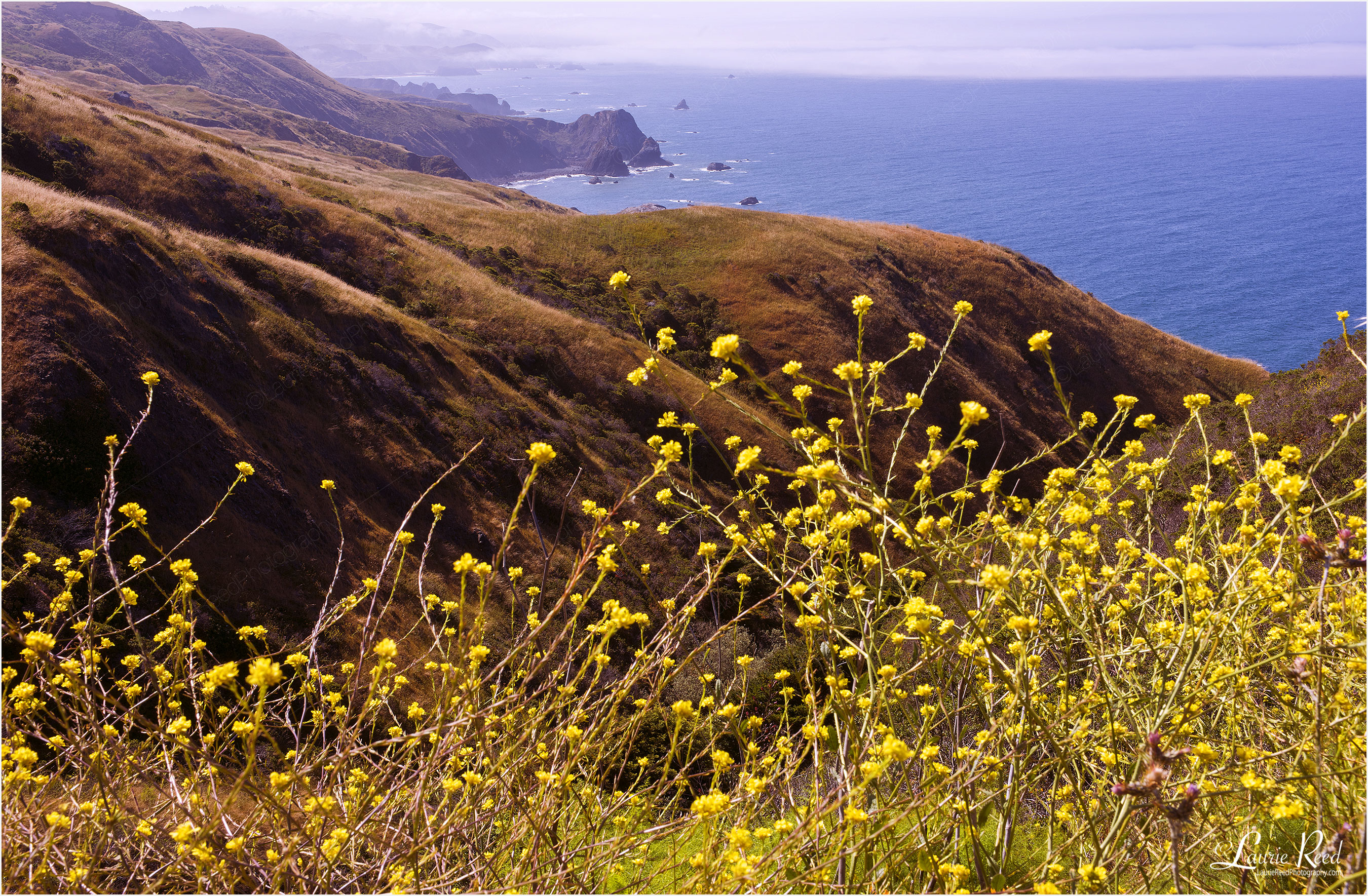 Yellow Flower Coastline - © Laurie Reed Photography