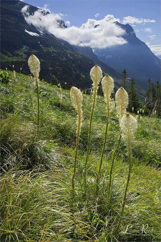 Bear Grass - © Laurie Reed Photography