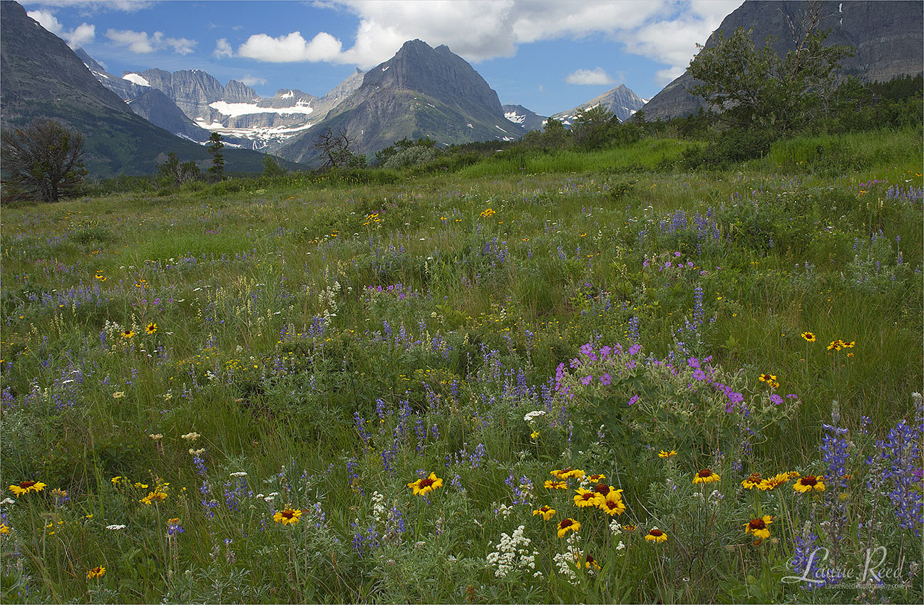 Flowers Many Glacier - © Laurie Reed Photography