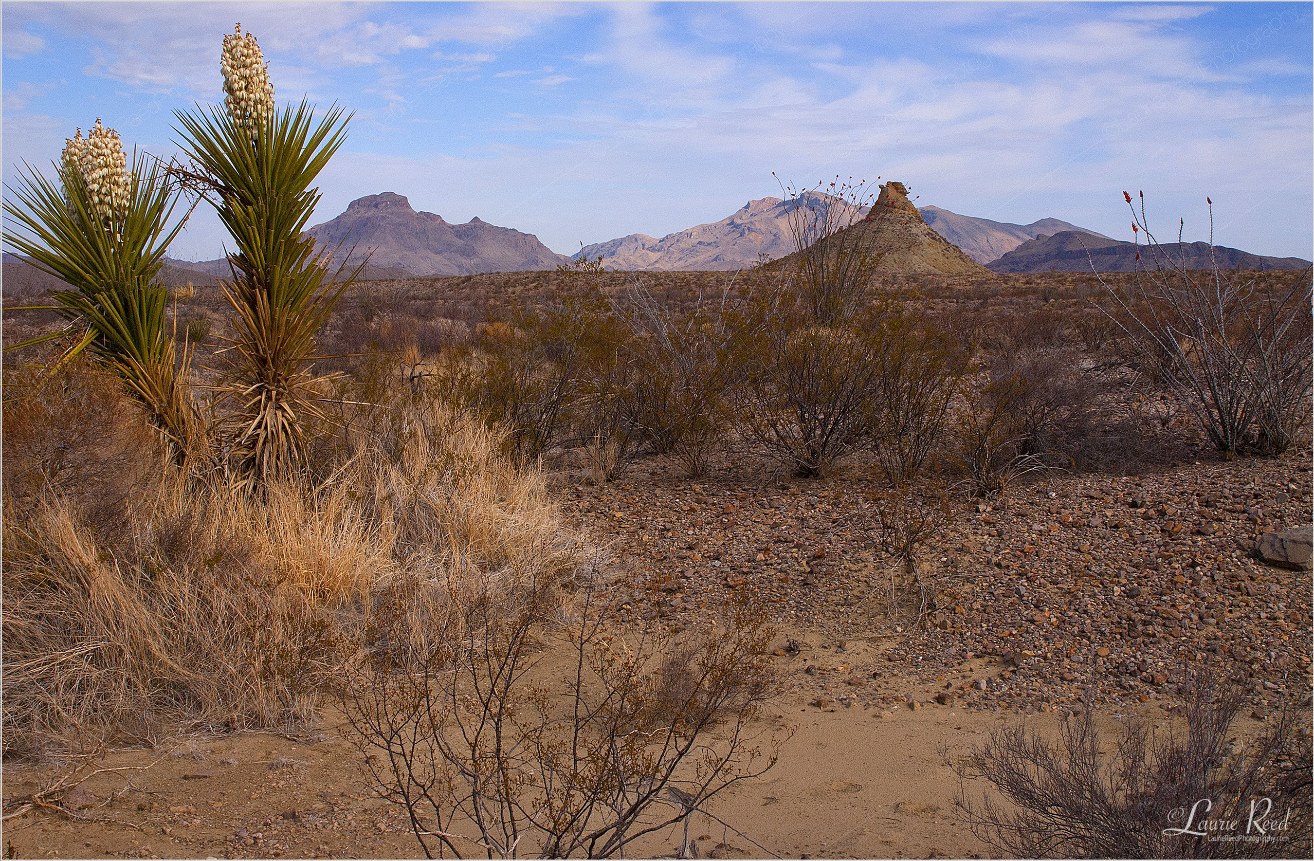 Big Bend N.P. - © Laurie Reed Photography