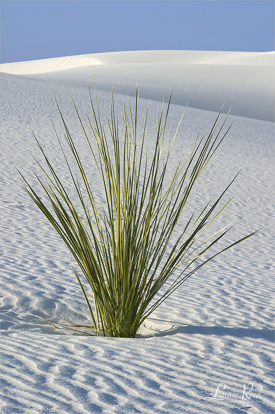 White Sands Yucca - © Laurie Reed Photography