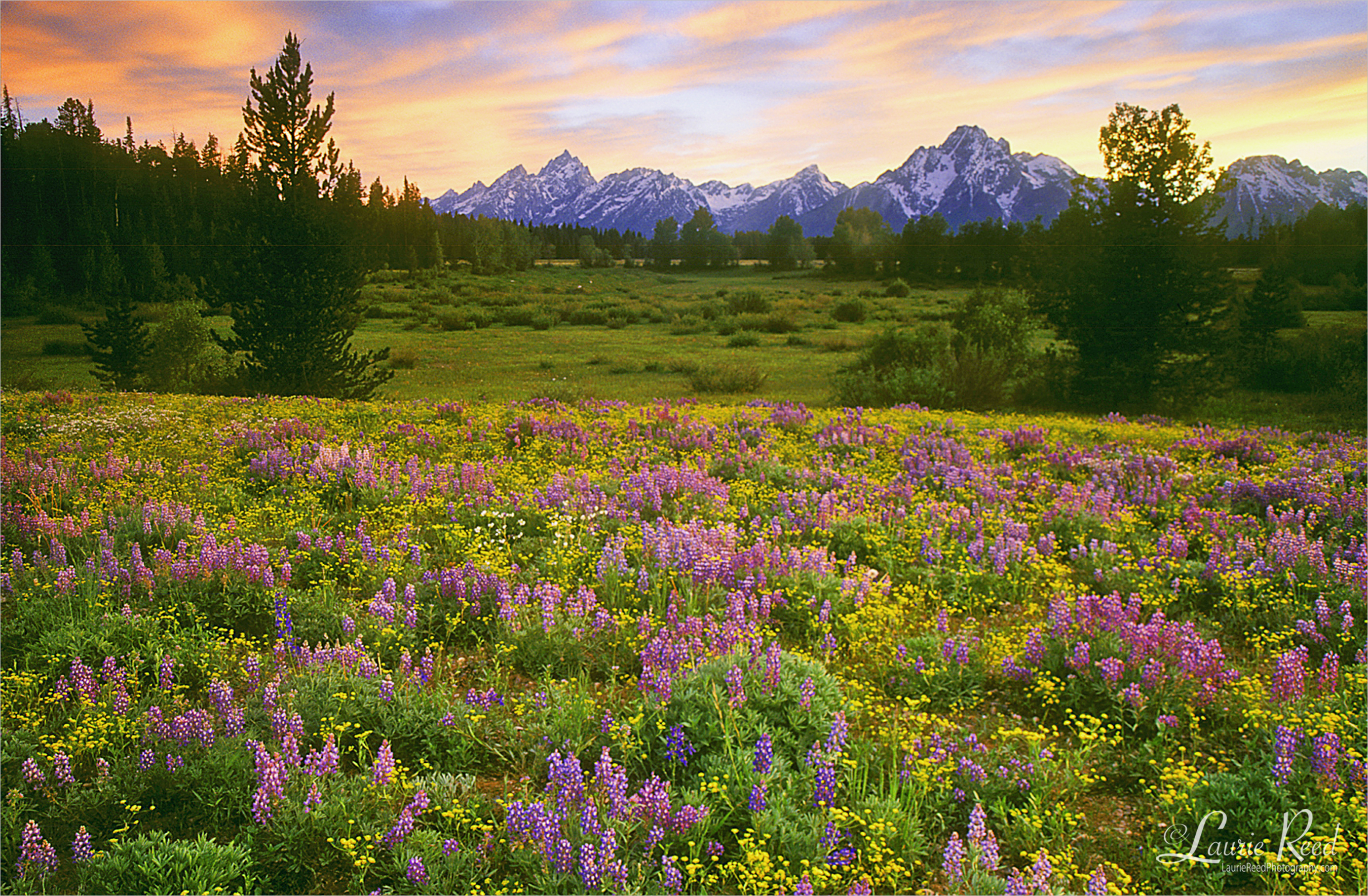 Tetons Lupine Field Sunset - © Laurie Reed Photography