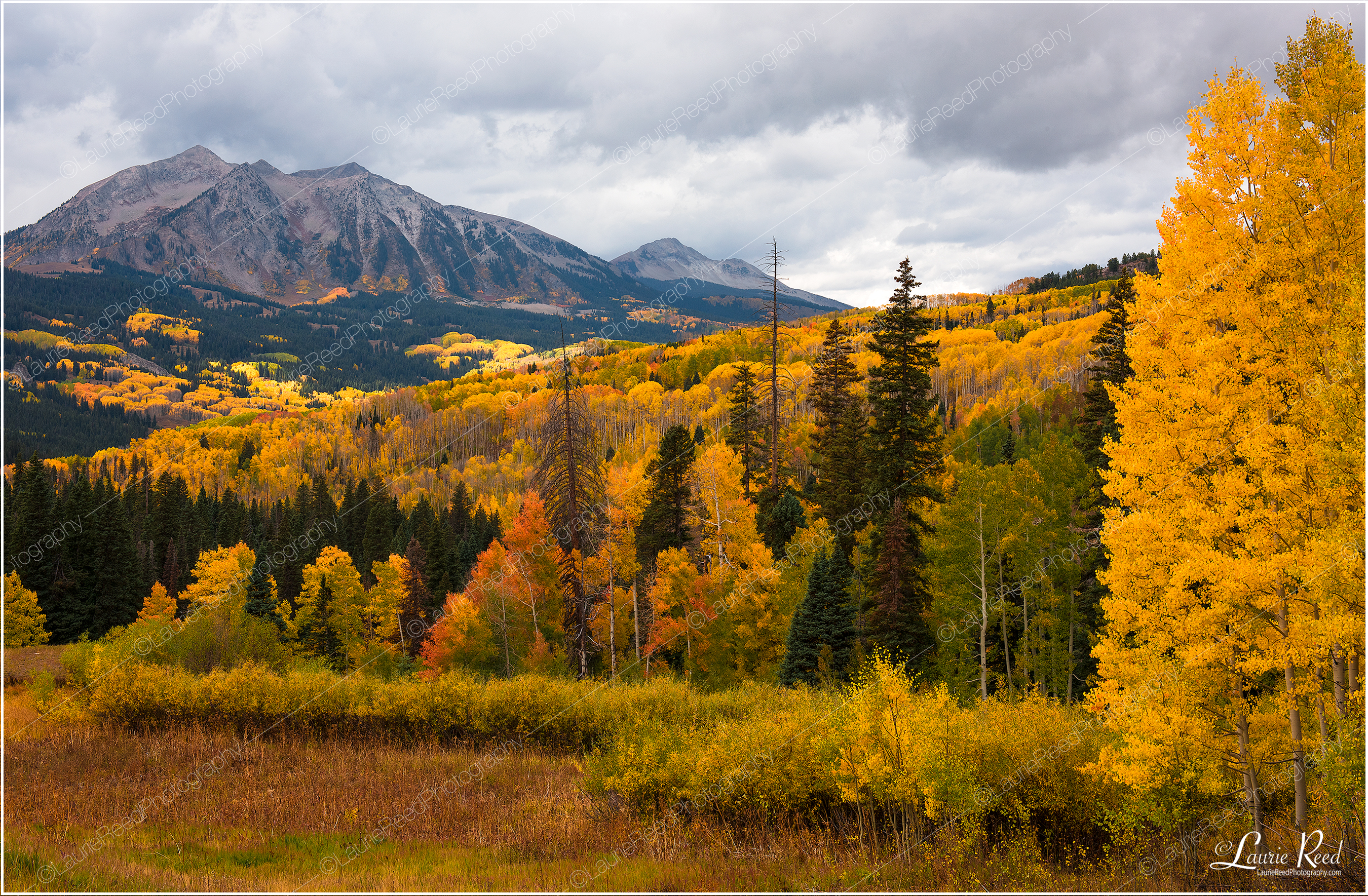 BeckwithCrestedButteFall-DSC_4527-Crop © Laurie Reed Photography