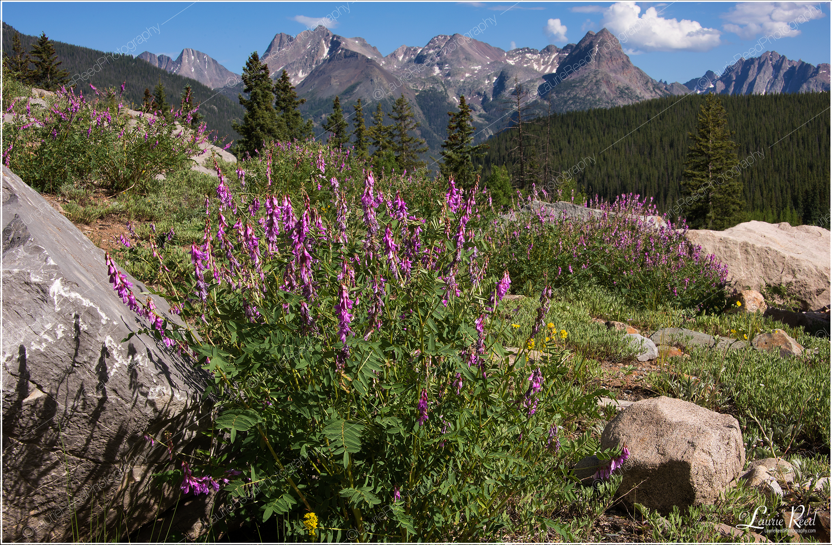 © Laurie Reed Photography