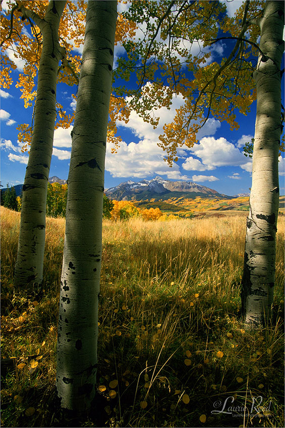 Laurie Reed Photography Wilson Peaking Thru The Aspen