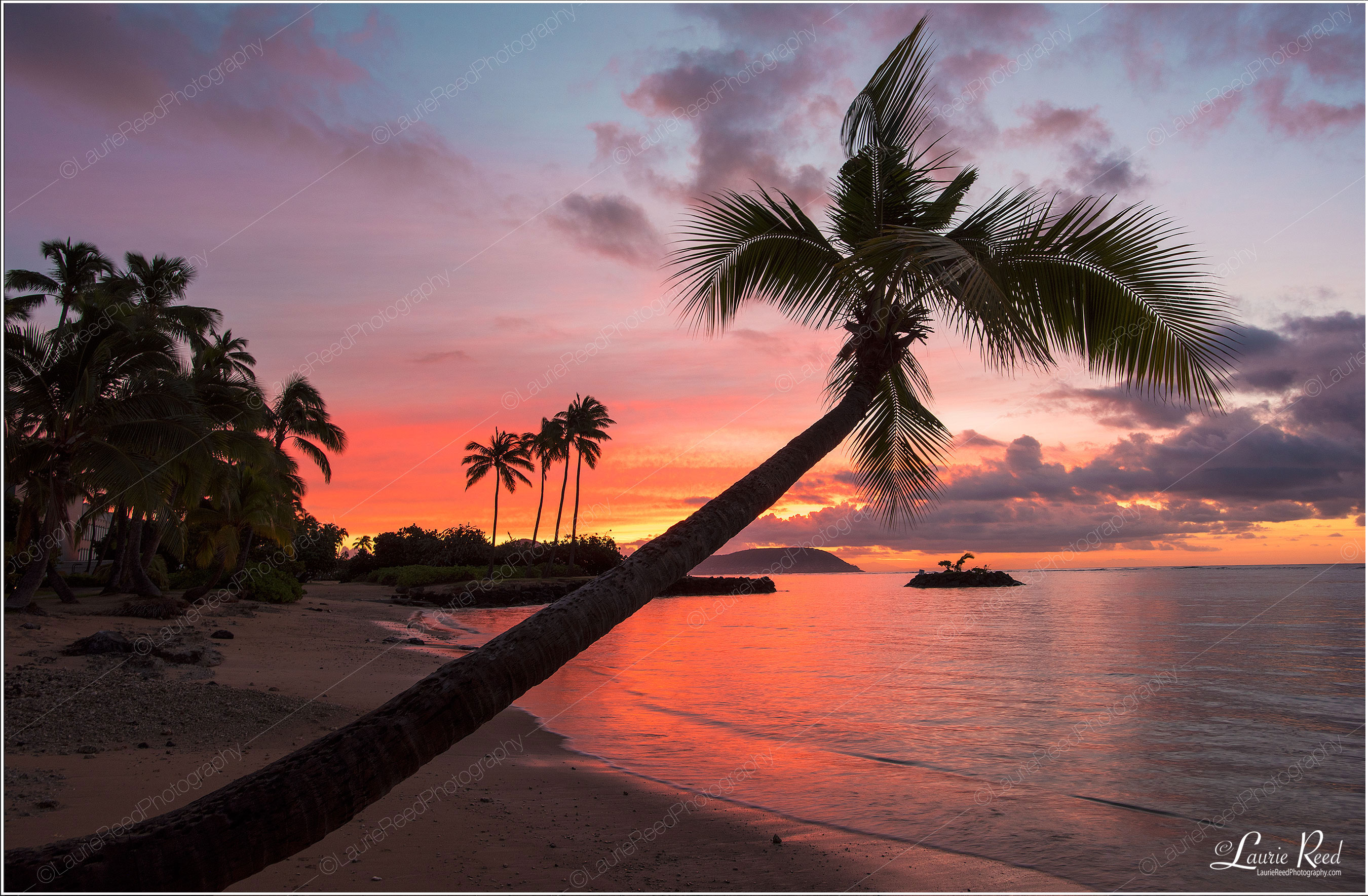 Curved Palm Tree © Laurie Reed Photography