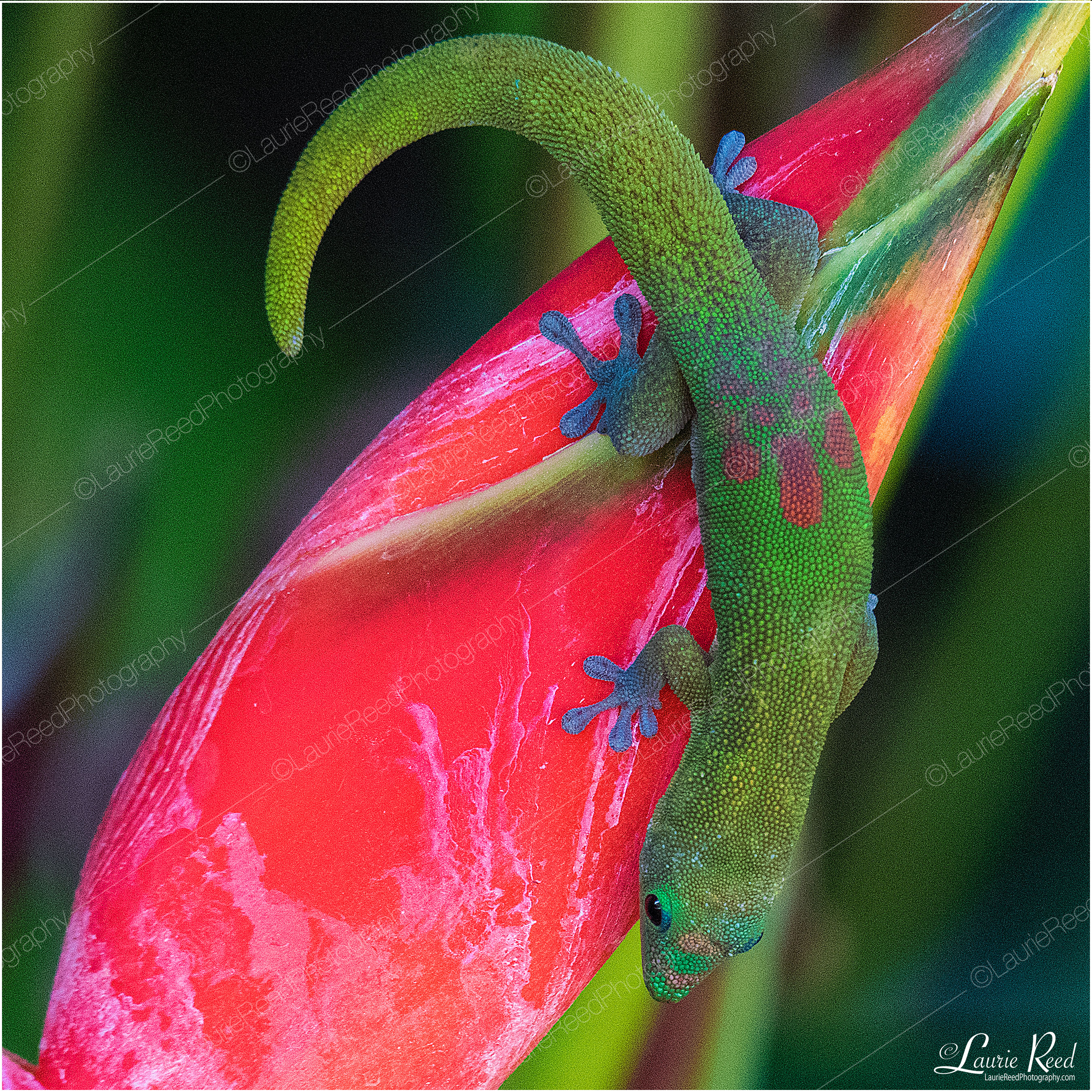 Gecko On Heliconia © Laurie Reed Photography