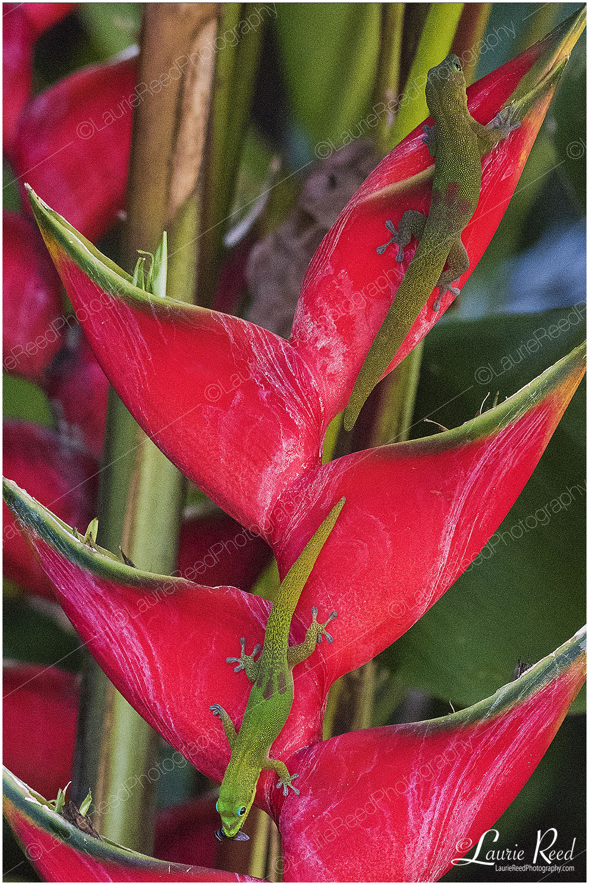Gecko With Fly © Laurie Reed Photography