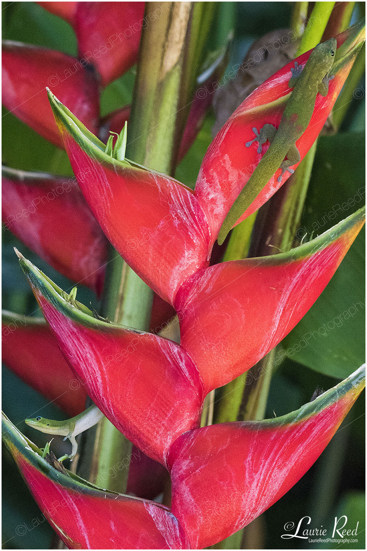 Geckos On Heliconia © Laurie Reed Photography - Joshua Tree - California