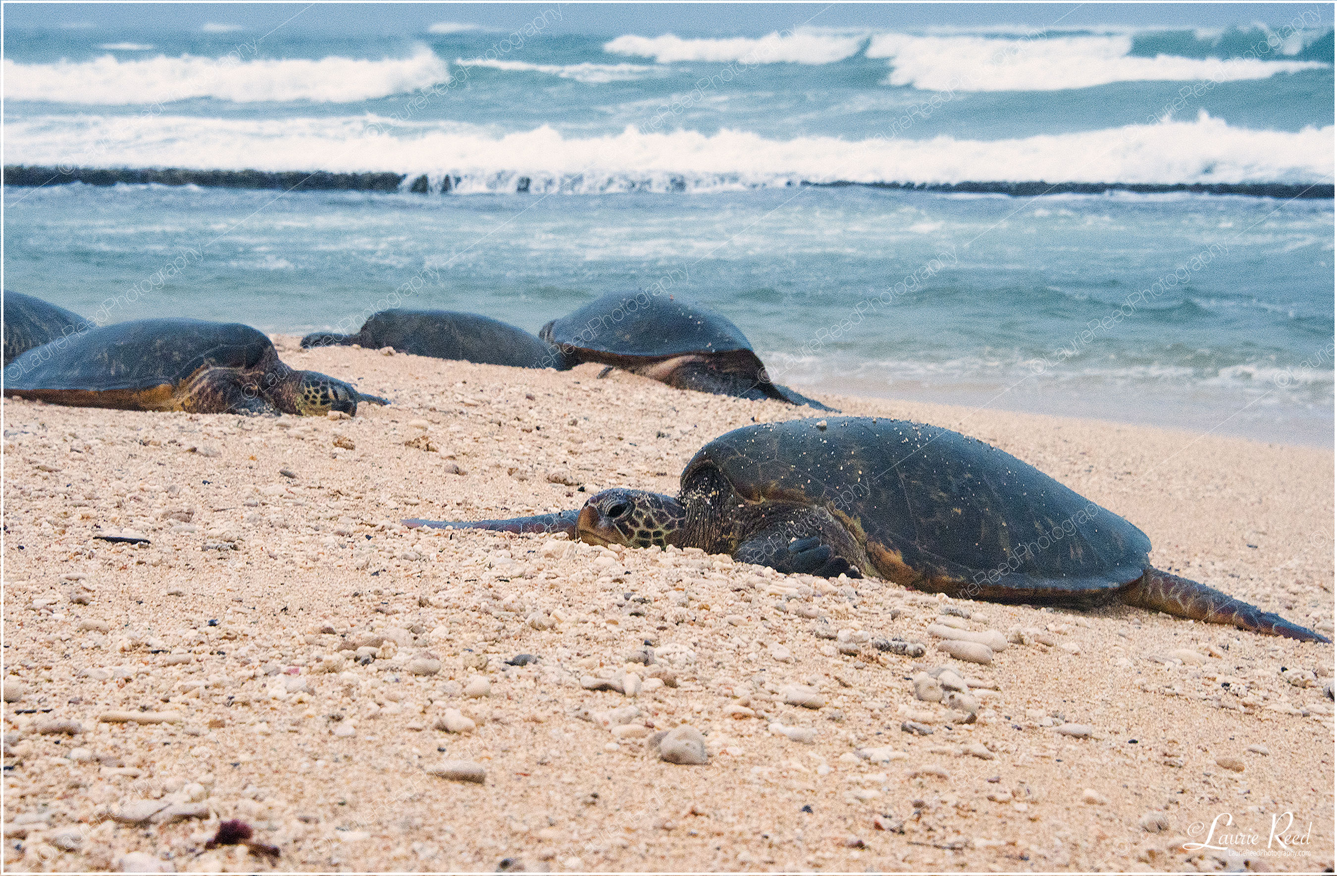 Green Sea Turtles-DSC_0397 © Laurie Reed Photography