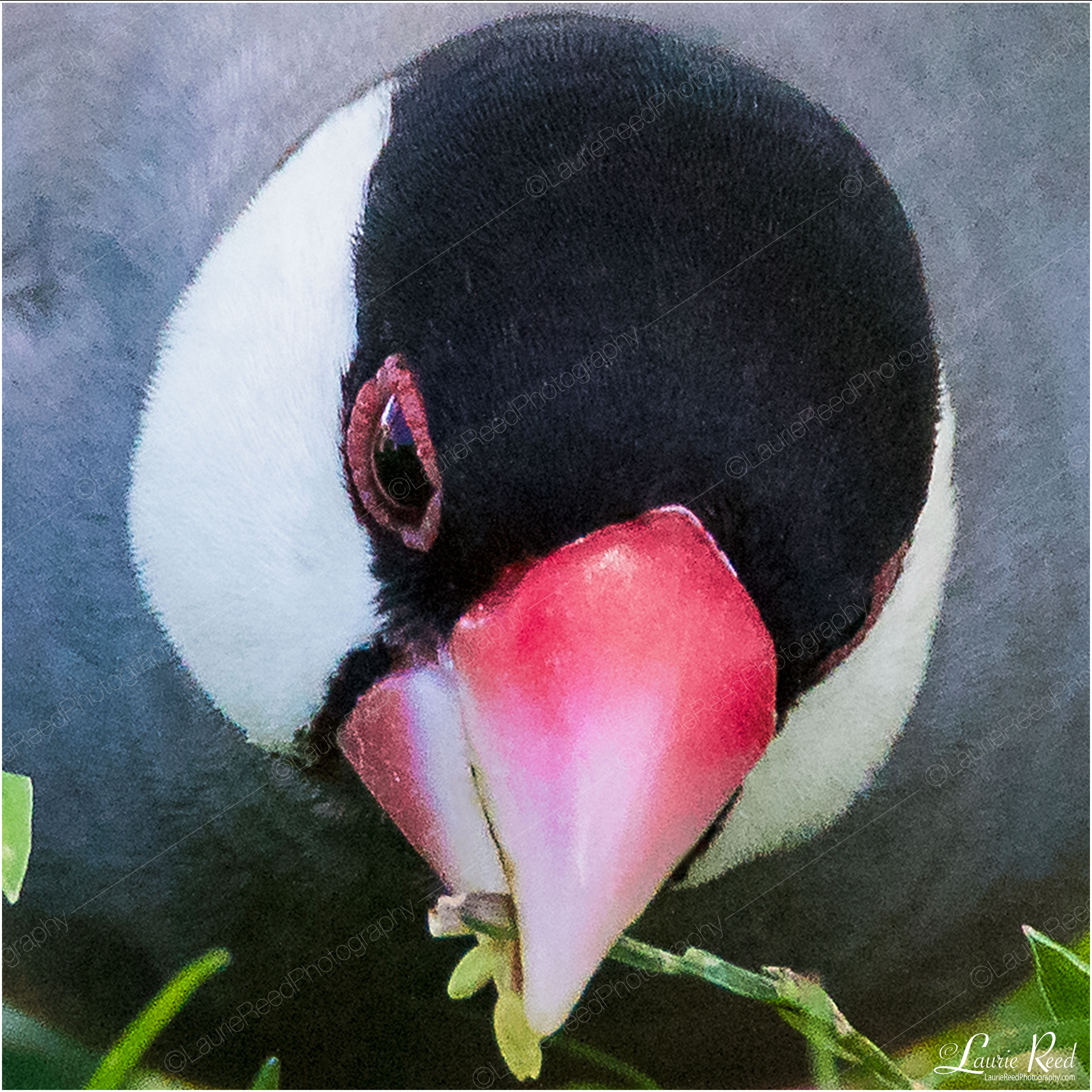 Java Sparrow © Laurie Reed Photography