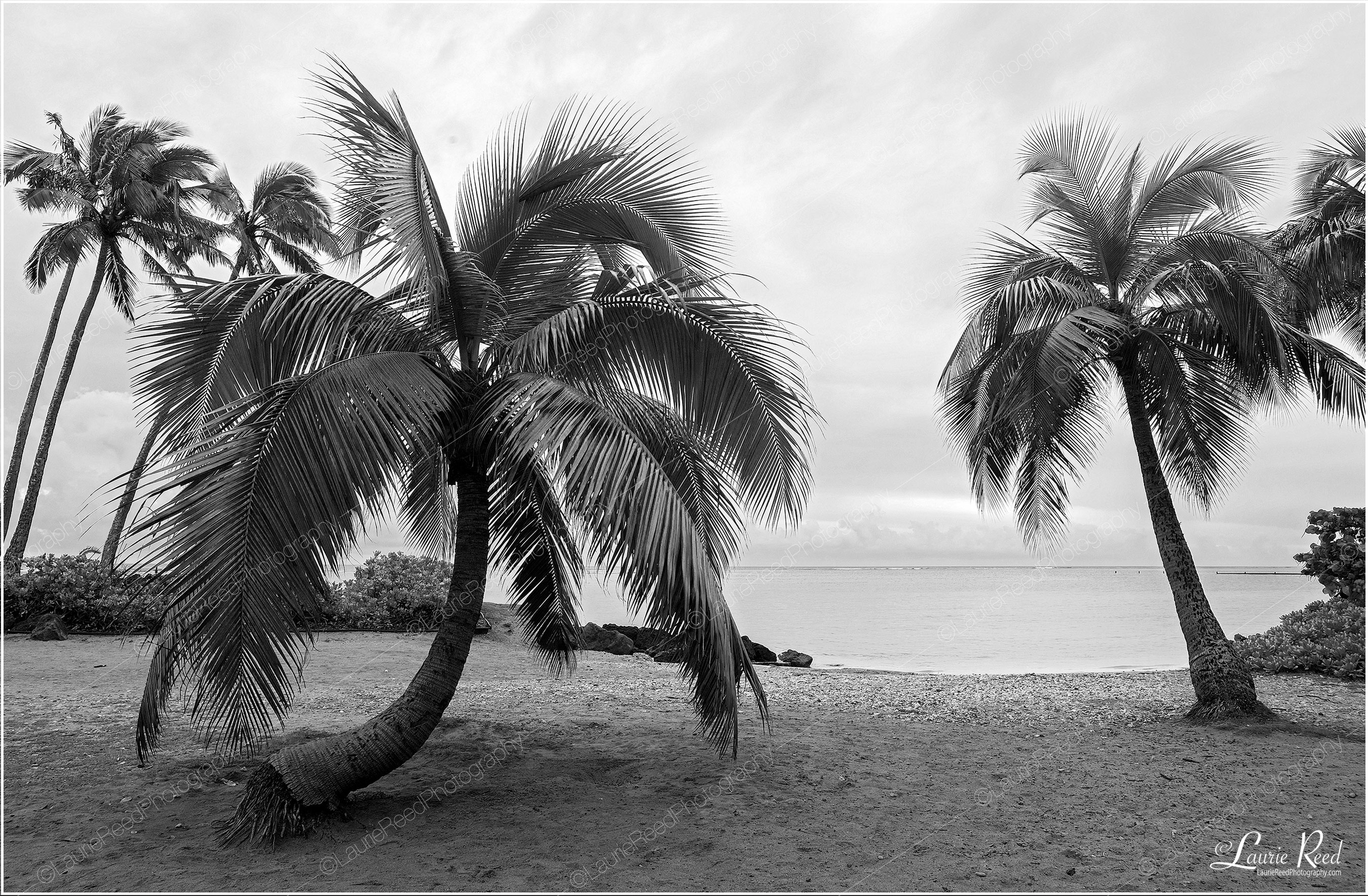 Palm Beach © Laurie Reed Photography