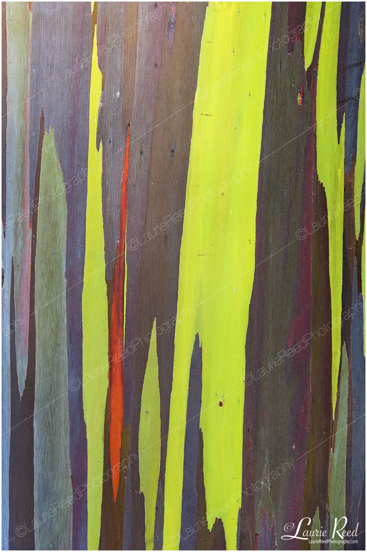 Rainbow Eucalyptus Tree © Laurie Reed Photography