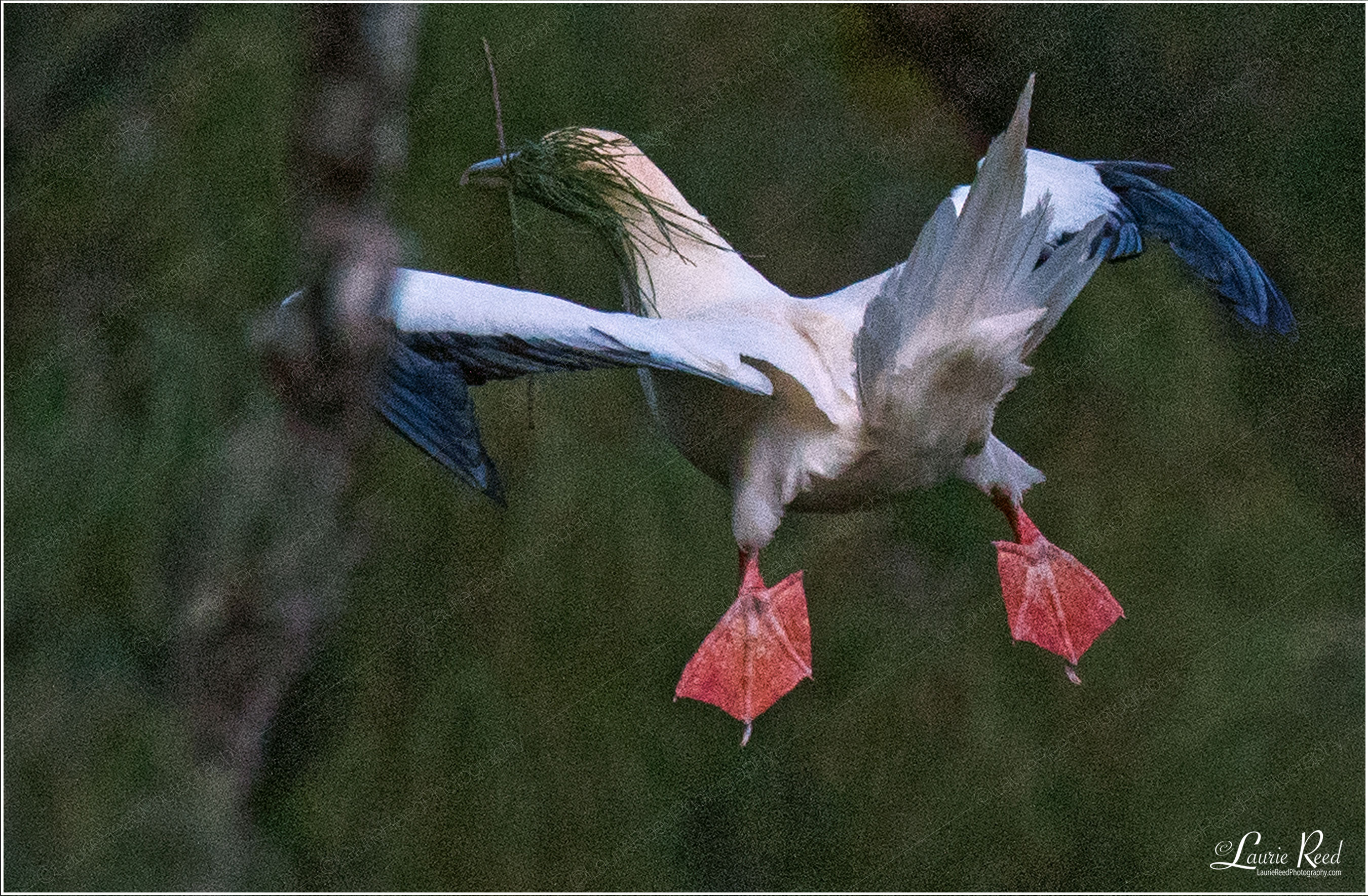 Red Footed Boobie-Flying Blind © Laurie Reed Photography
