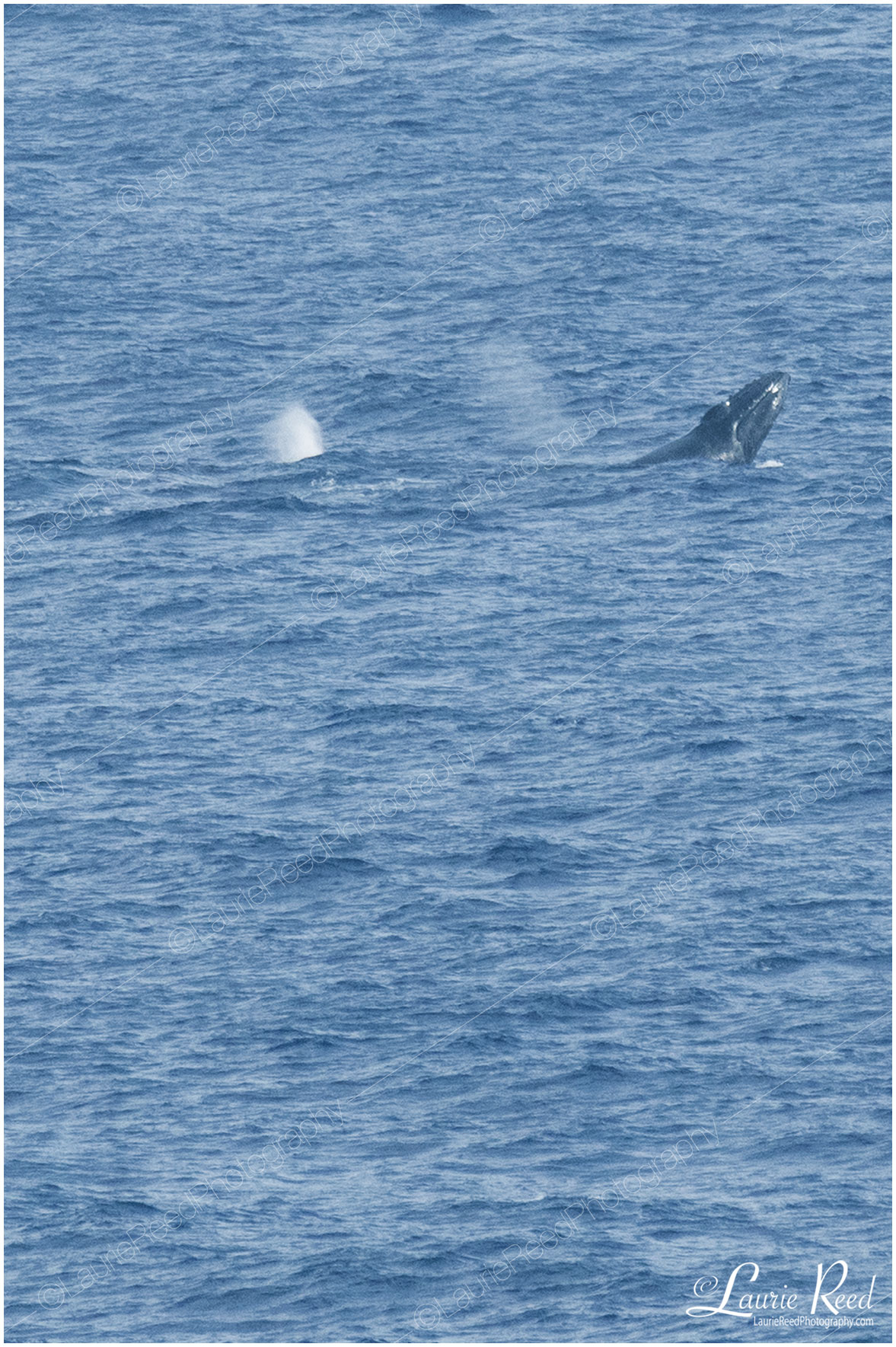 Whale Breach © Laurie Reed Photography