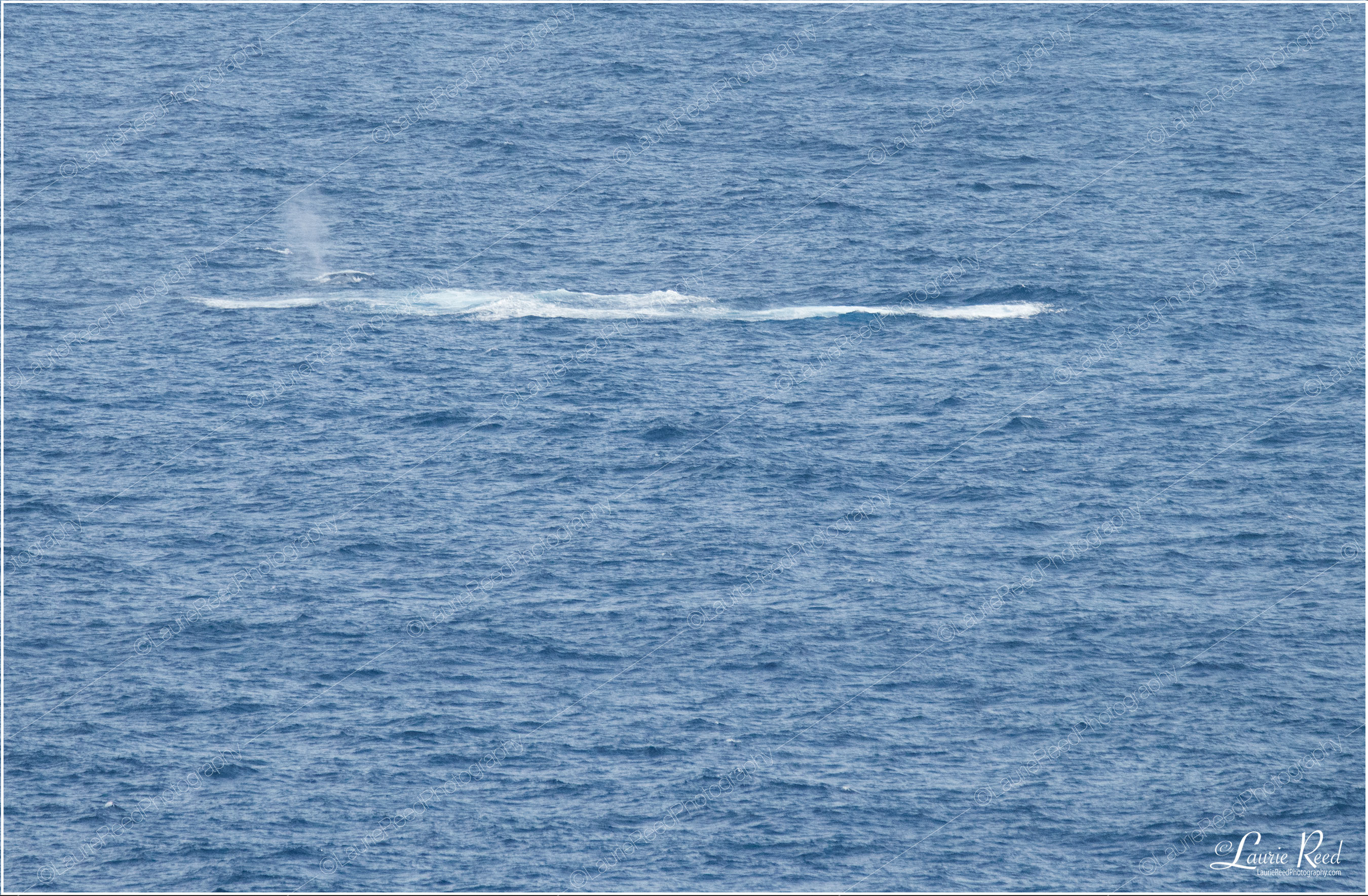 Whale Blow © Laurie Reed Photography