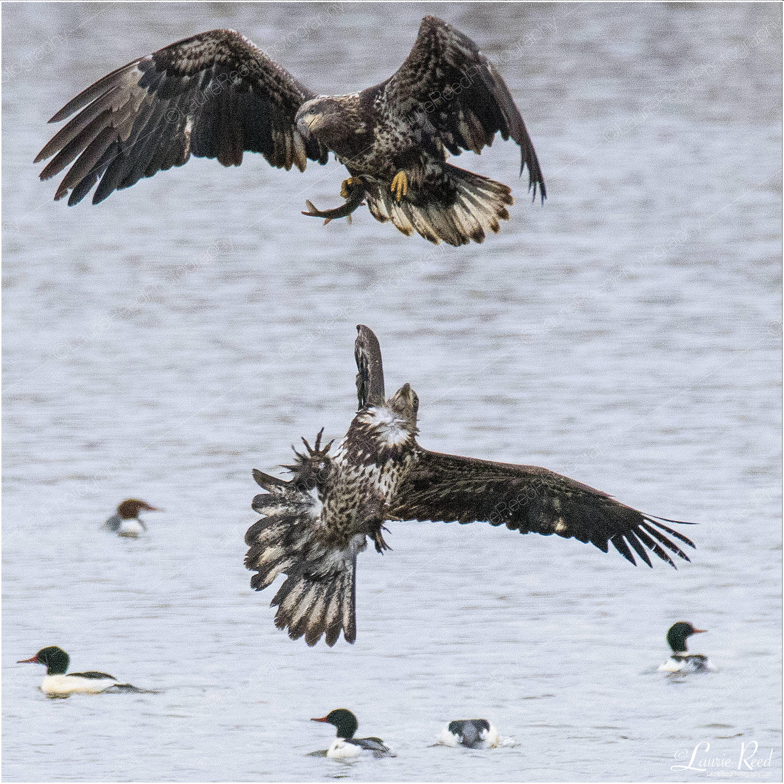 Eagles Dualing For Fish© Laurie Reed Photography