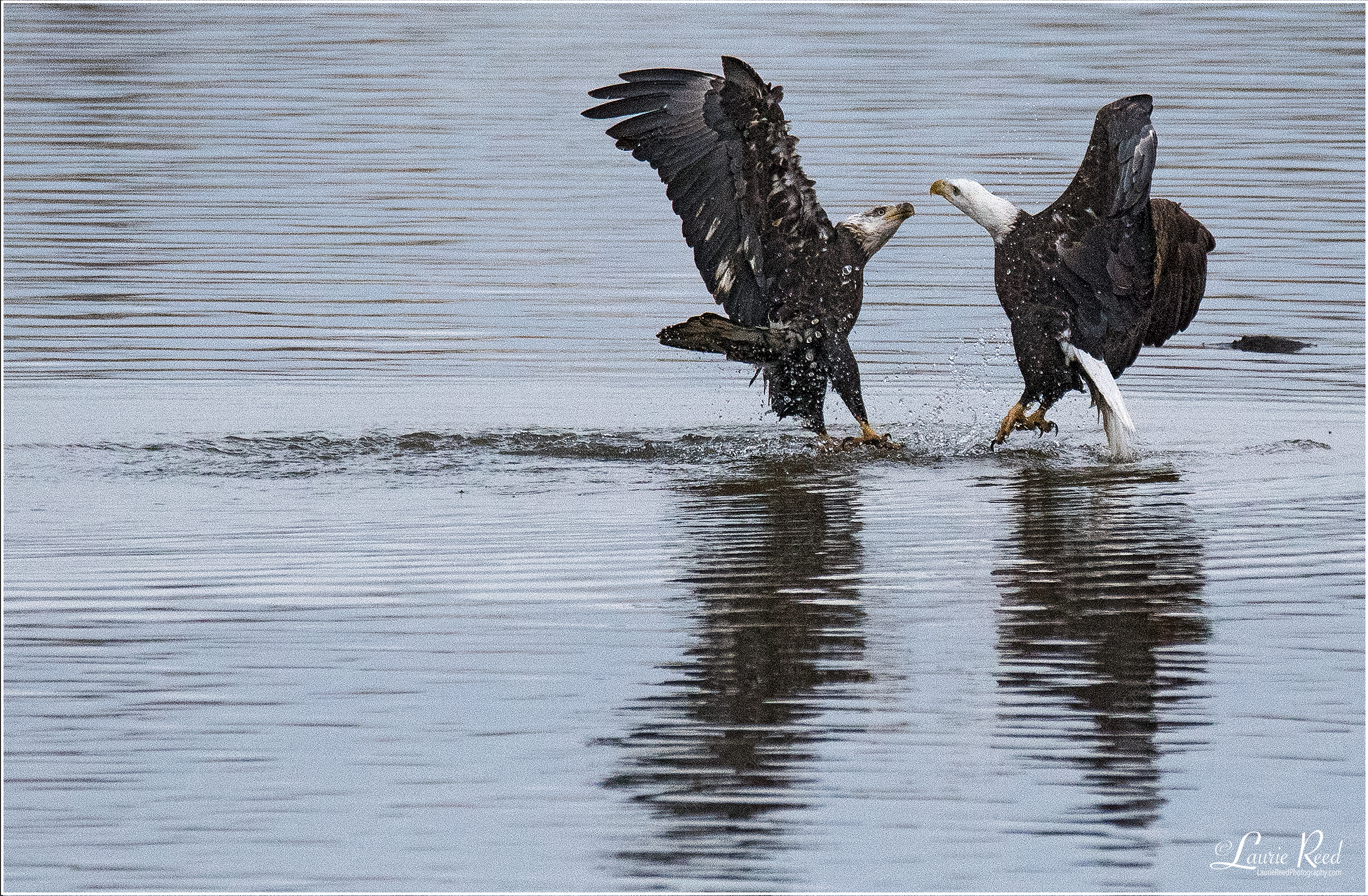 Eagle Squable © Laurie Reed Photography