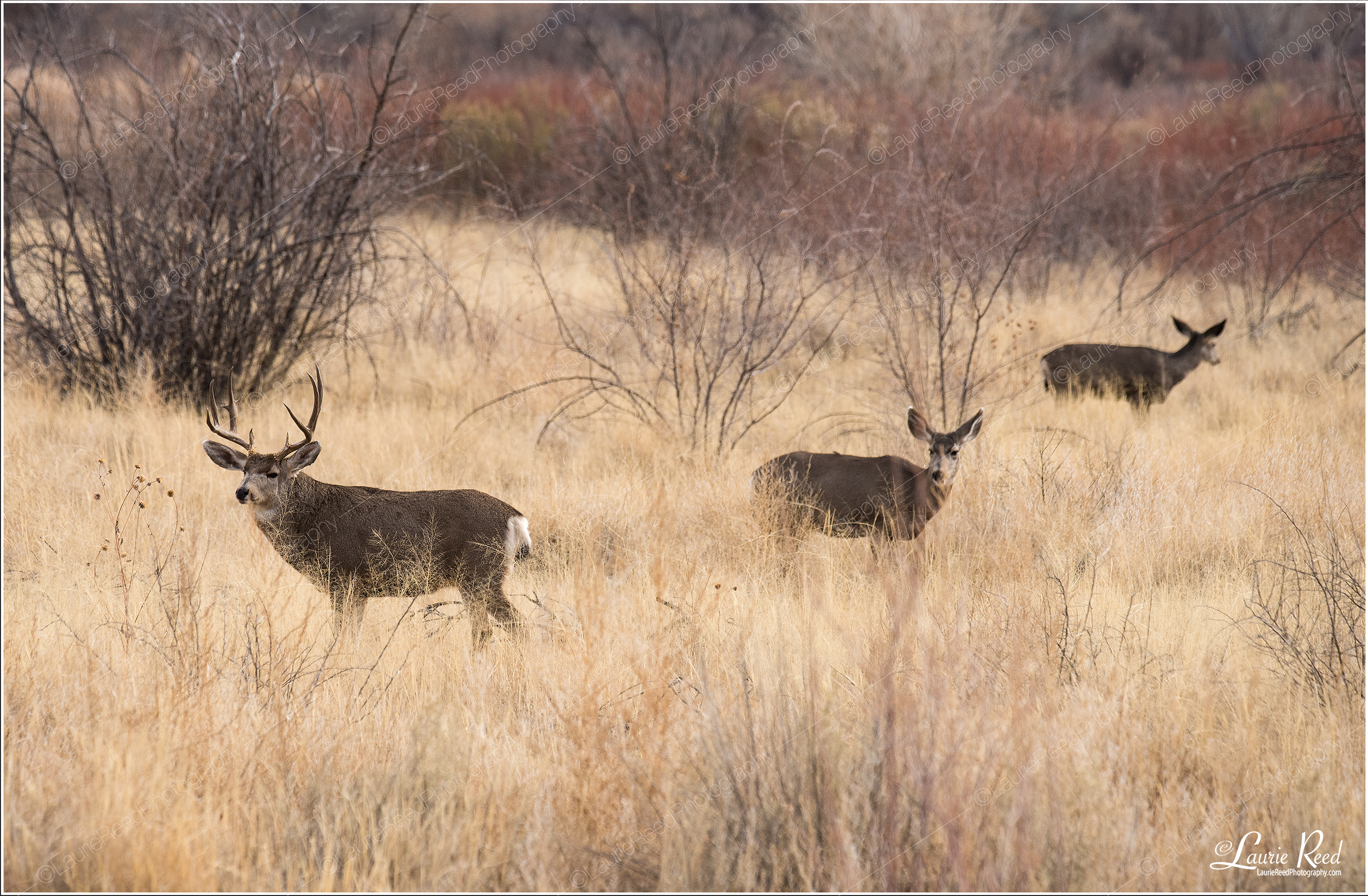 Deer In Field © Laurie Reed Photography