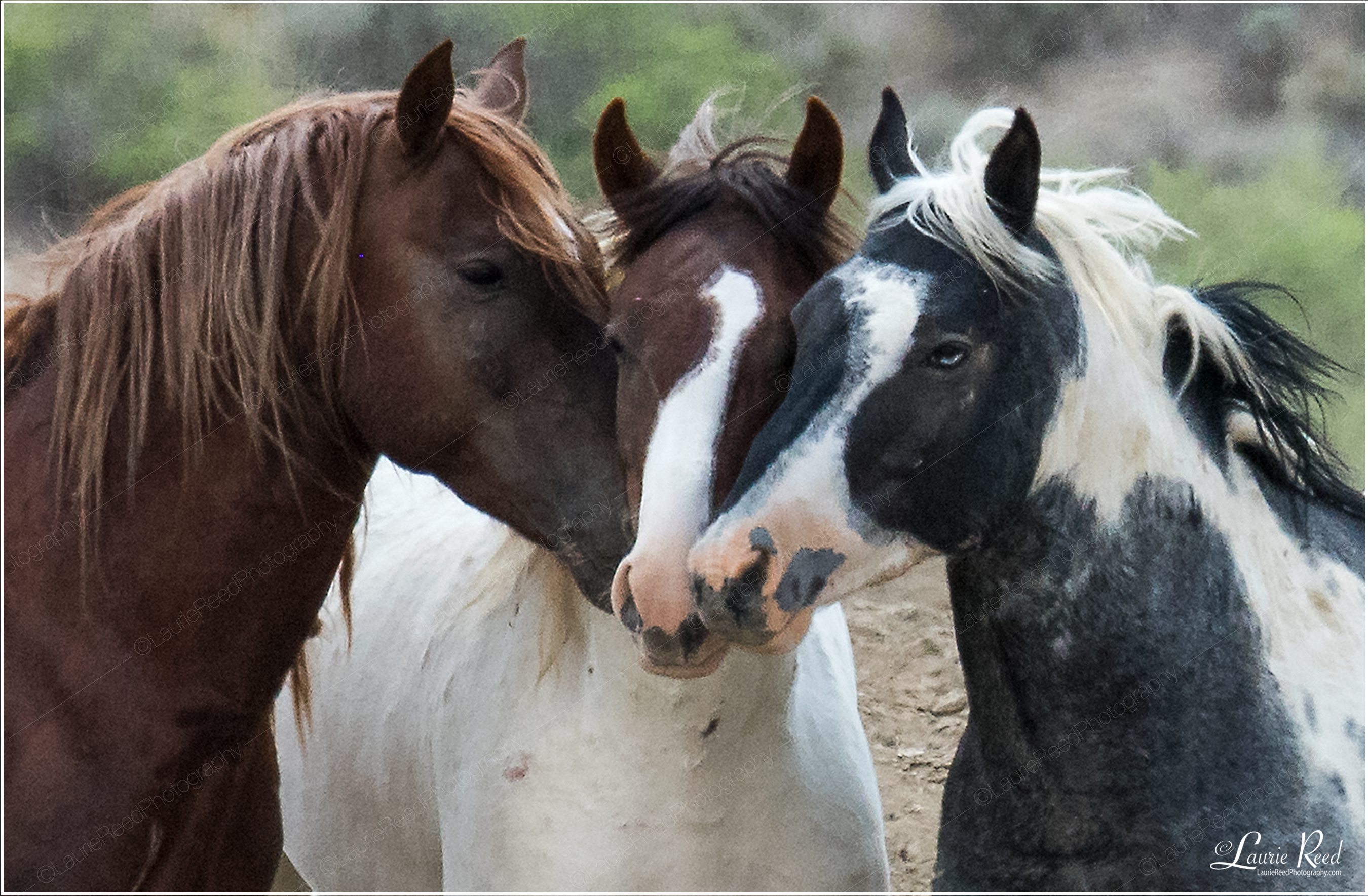 Amigos © Laurie Reed Photography