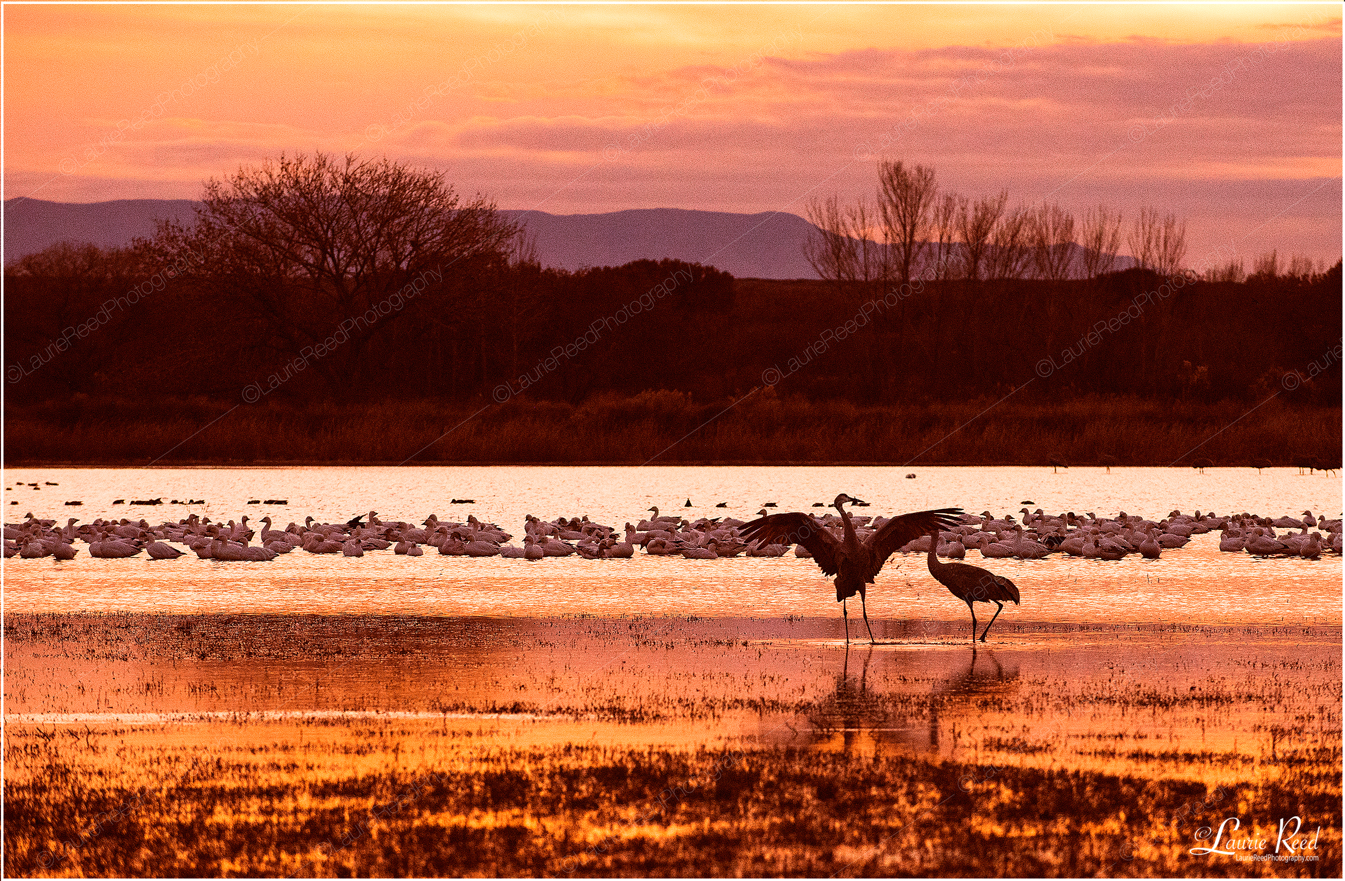 Bosque Del apache Sunrise - Sandhill Silhouette © Laurie Reed Photography