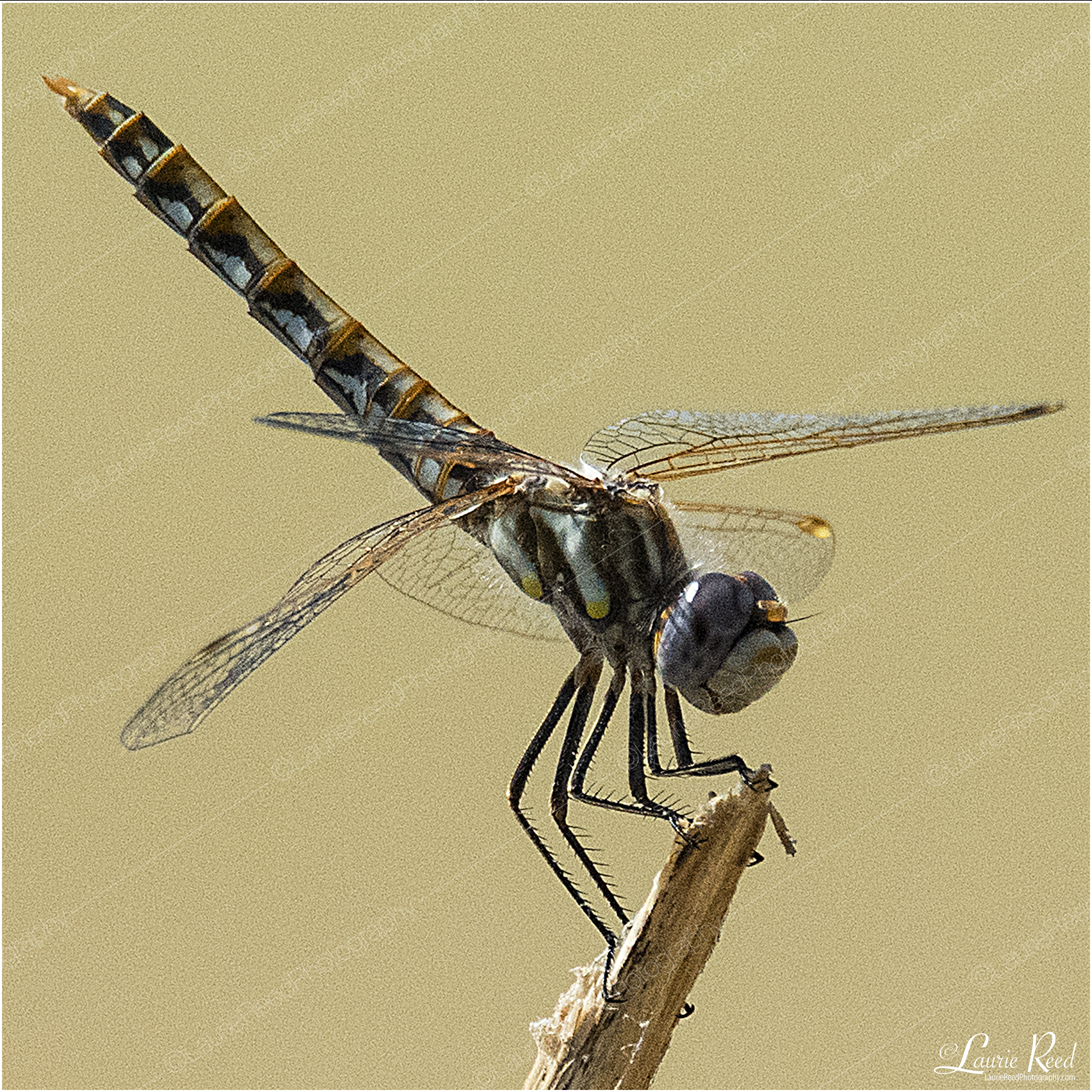Common Baskettail Dragonfly © Laurie Reed Photography