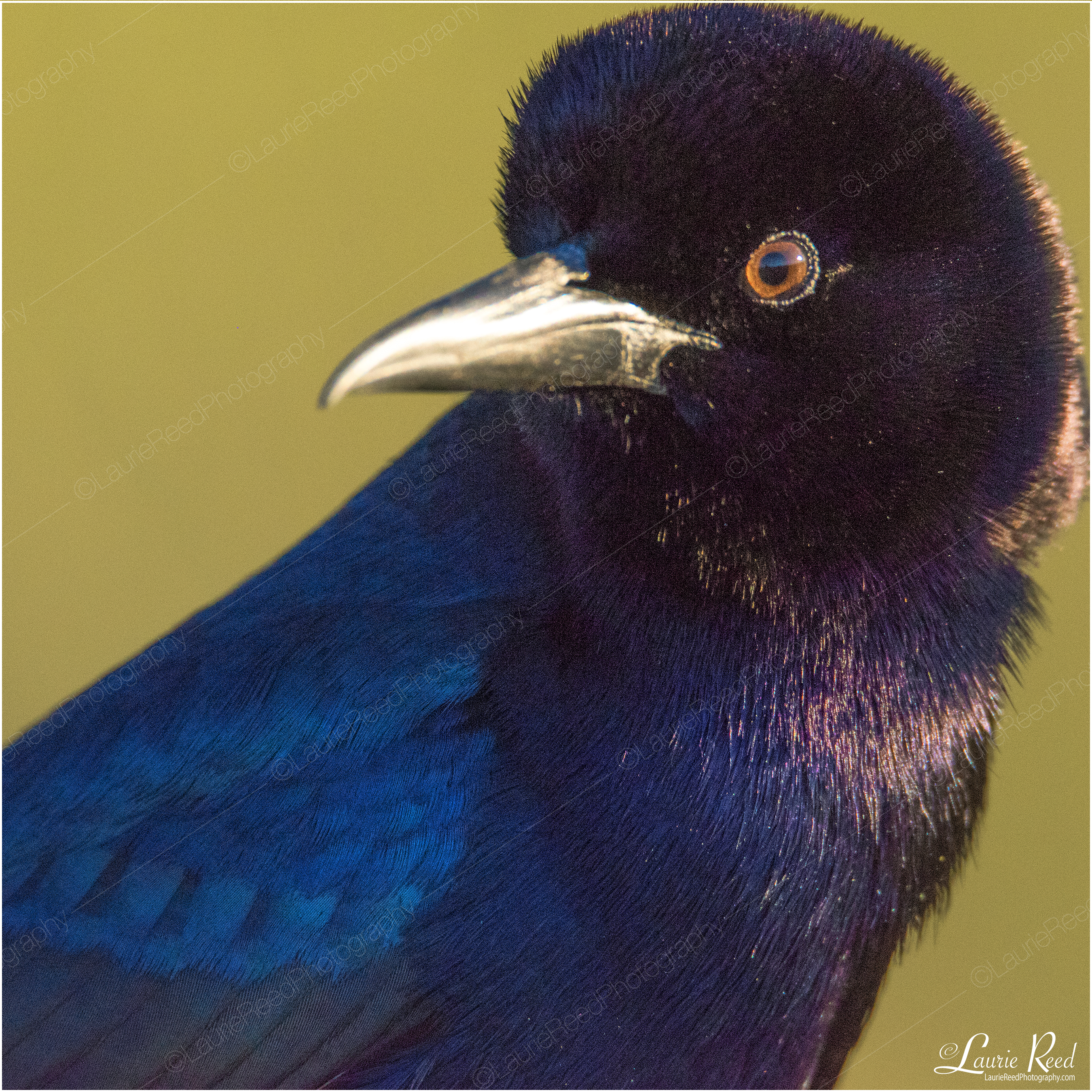 Gilded Common Gackle © Laurie Reed Photography